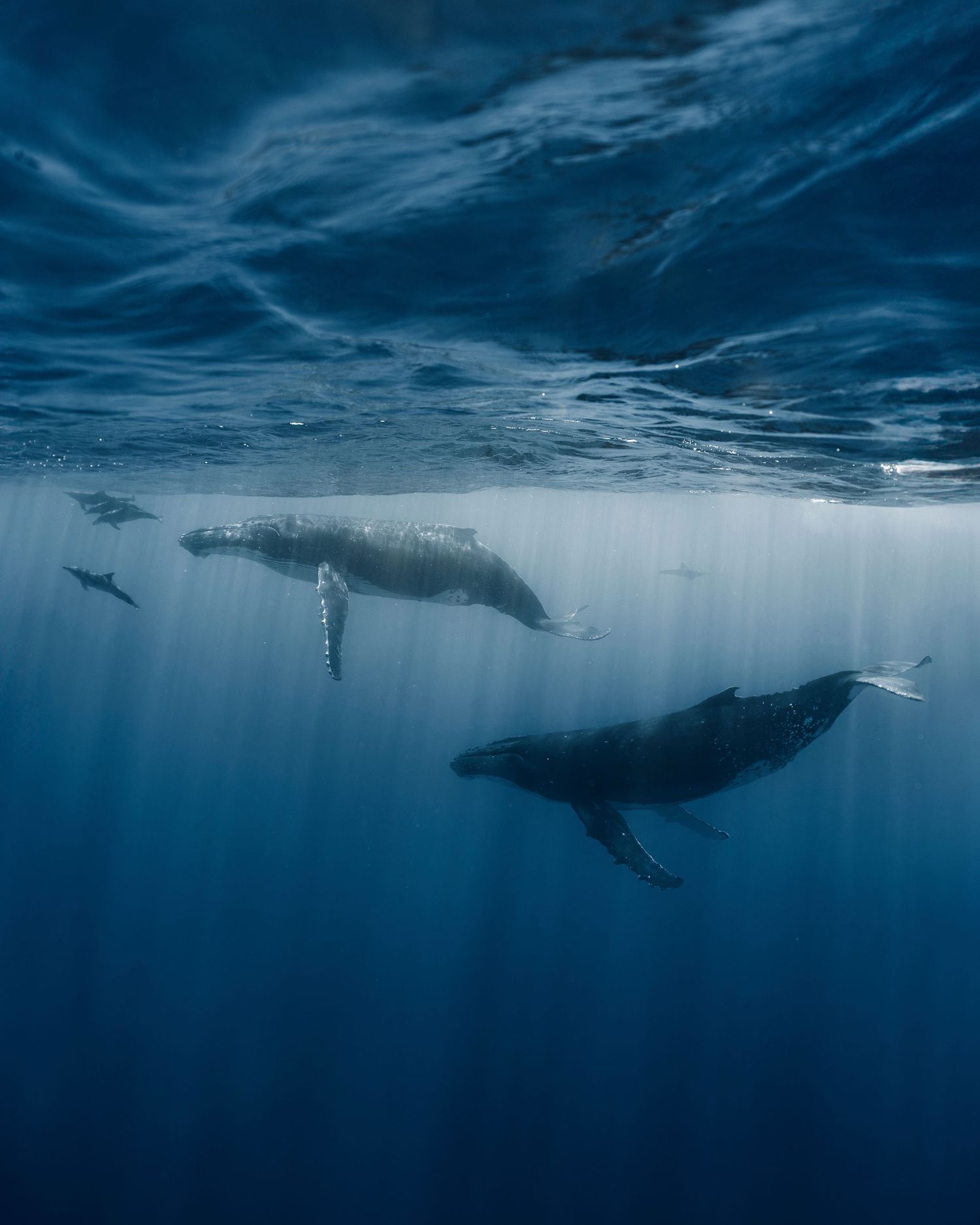 Underwater view of majestic whales swimming beneath sunlit ocean surface.