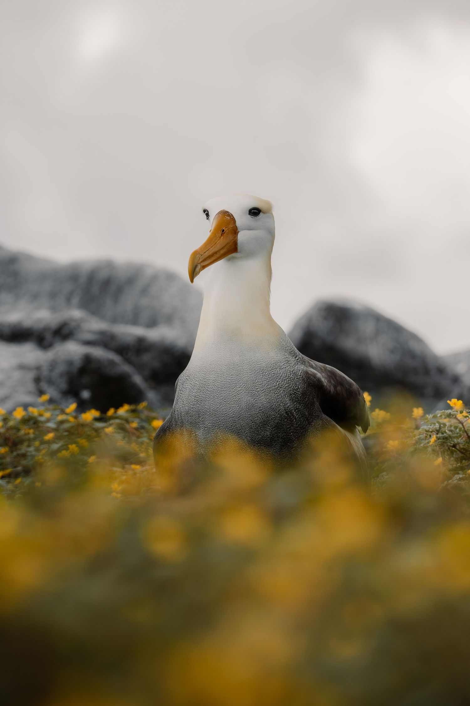 A waved albatross with an orange beak perches among yellow wildflowers with rocky terrain in the background.