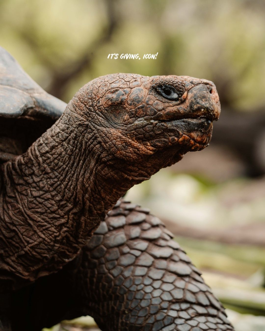 Detailed view of a giant tortoise's scaly neck and head in natural habitat.