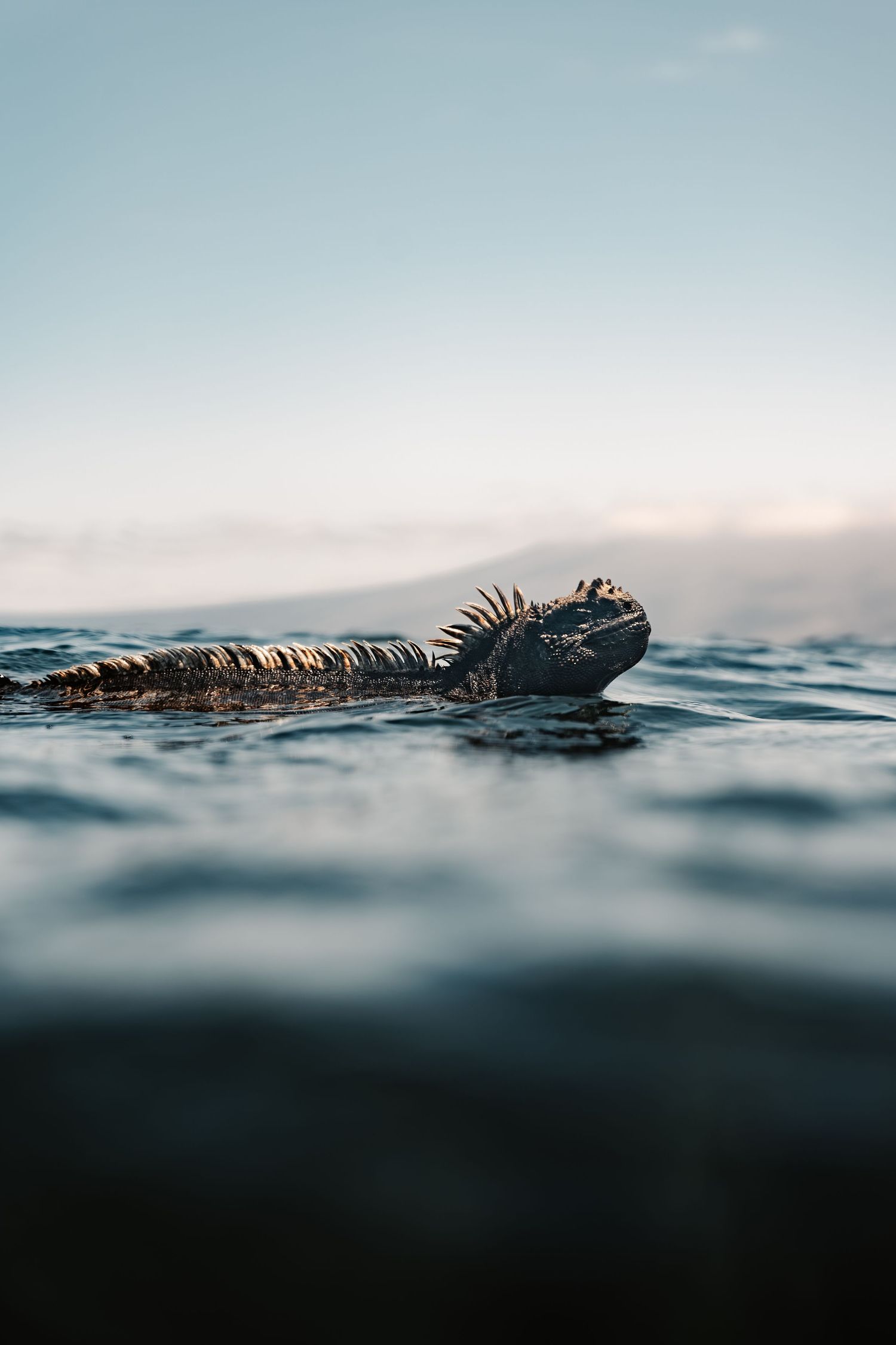 Marine iguana swimming through dark ocean waters with its spiky silhouette visible.
