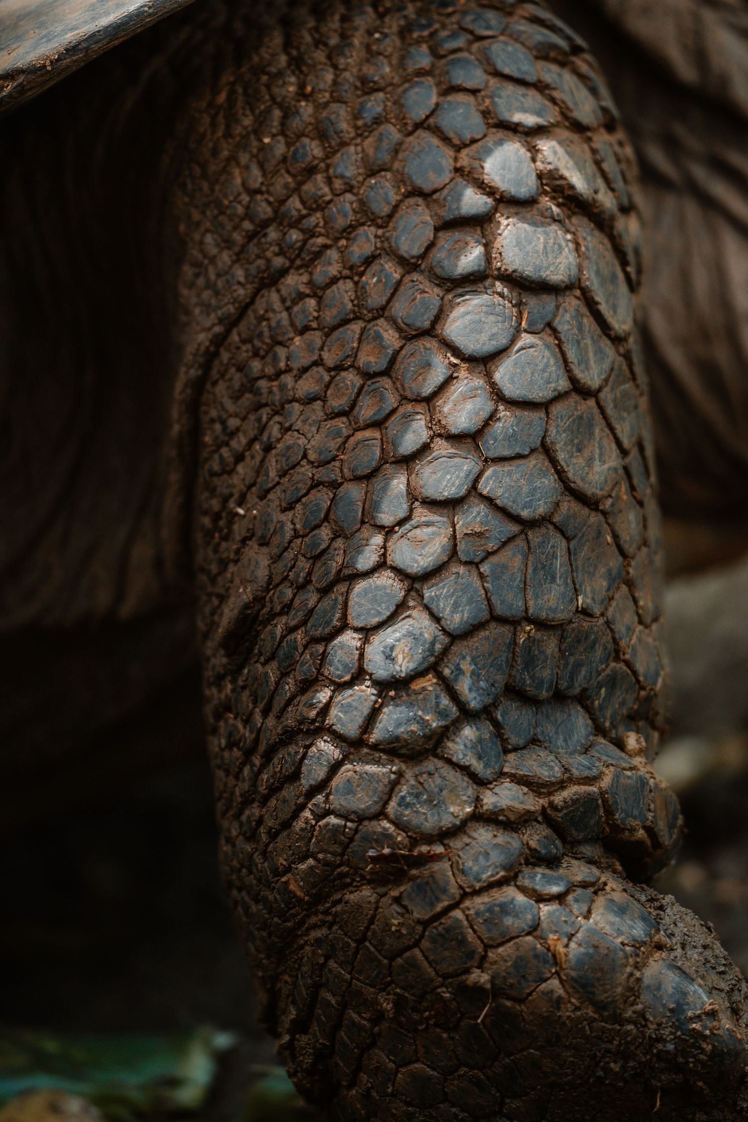 Close-up of a giant tortoise's scaly leg and shell, showcasing intricate dark brown reptilian skin texture.