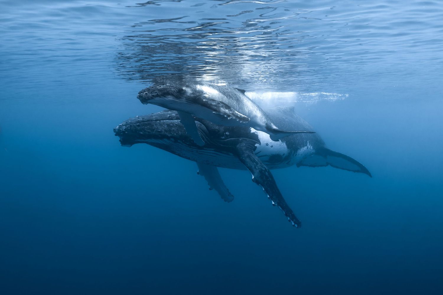 Pod of humpback whales swimming gracefully in deep blue ocean waters.