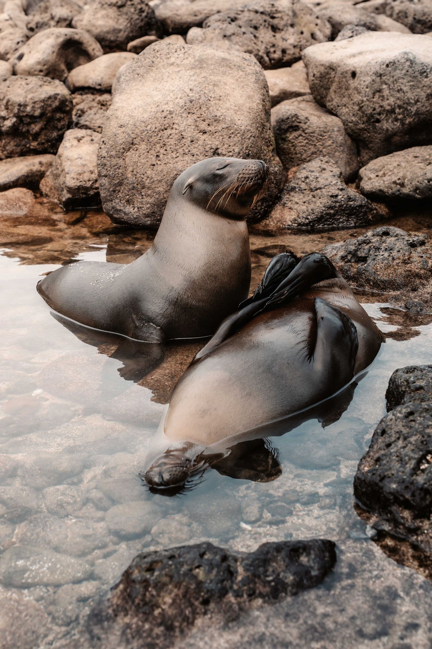 Sea lion lounging on rocky shore with reflection in shallow water.