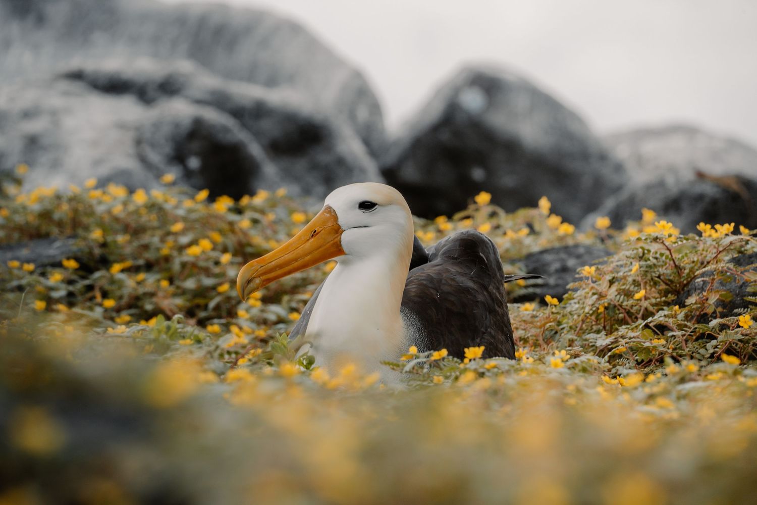 Waved albatross nesting among yellow wildflowers and rocks in the Galapagos Islands.