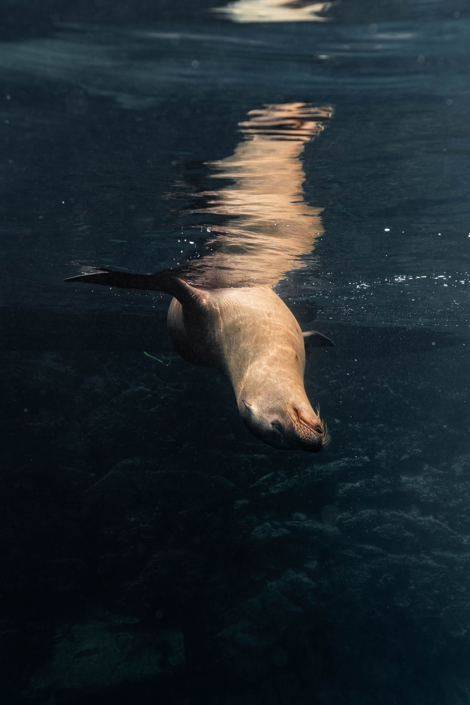 A sea lion swims gracefully underwater, creating a rippling reflection on the dark ocean surface.