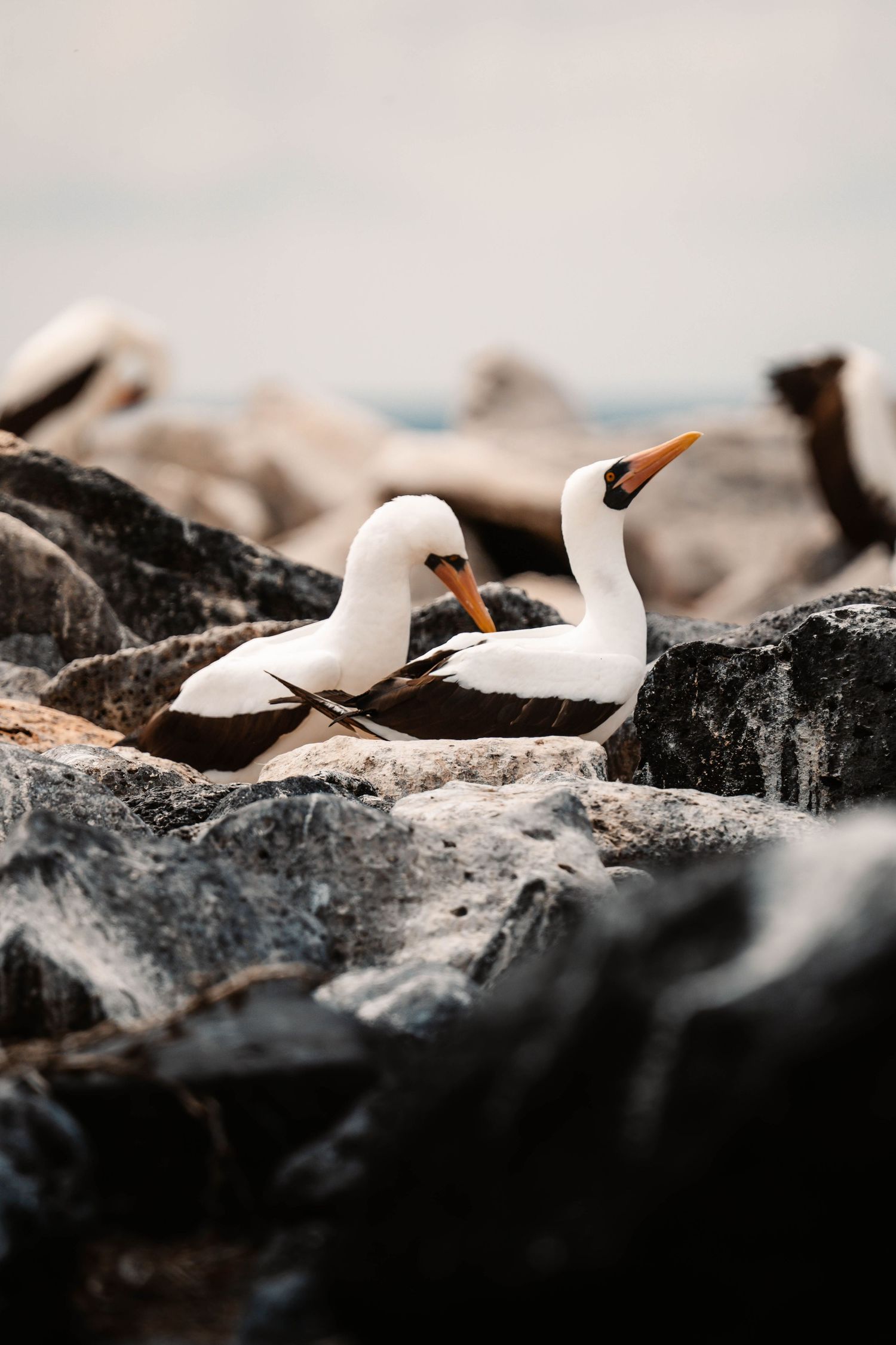 White seabirds resting on dark rocky outcrops against a soft blurred background.
