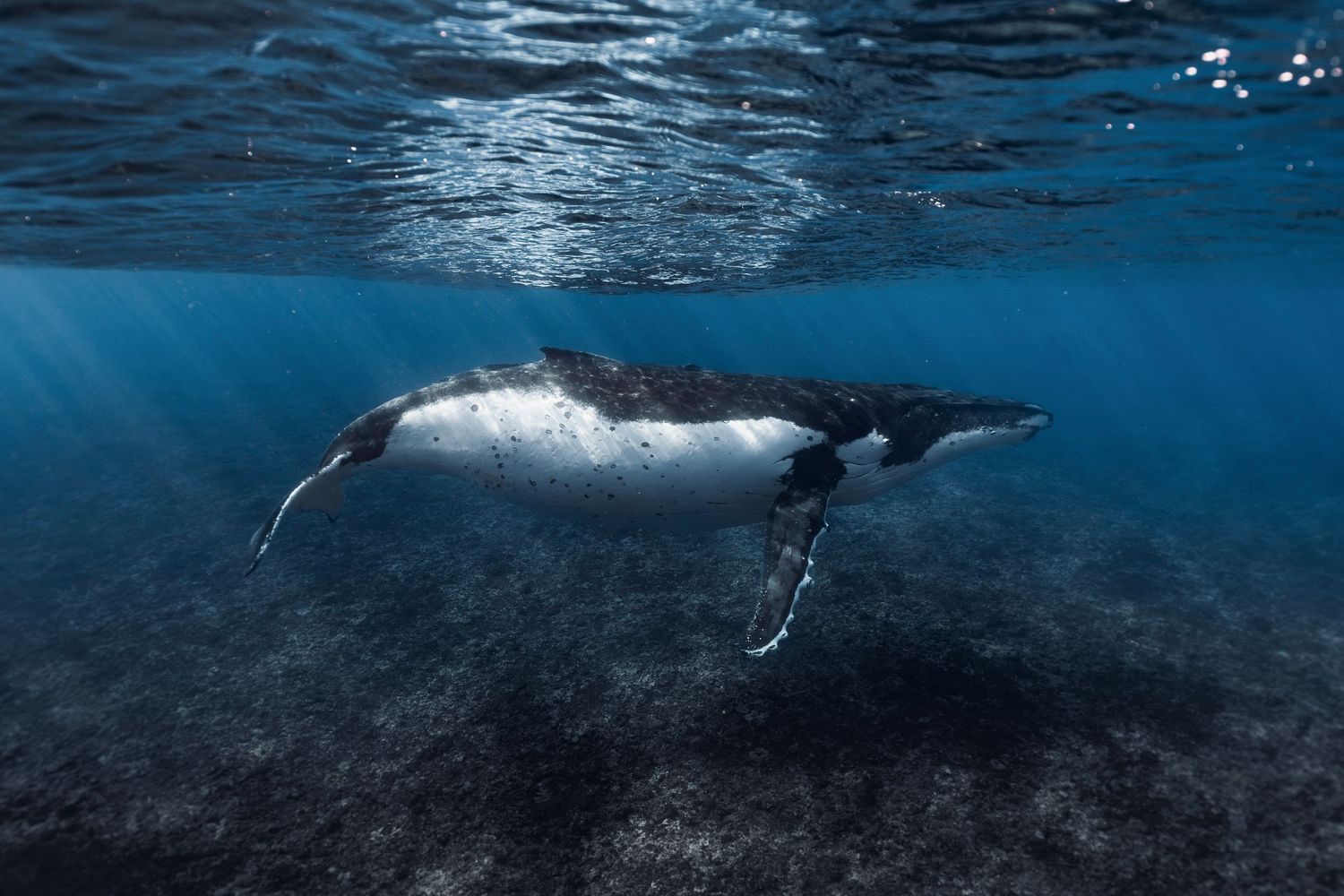 Underwater view of a humpback whale swimming through sunlit blue waters.