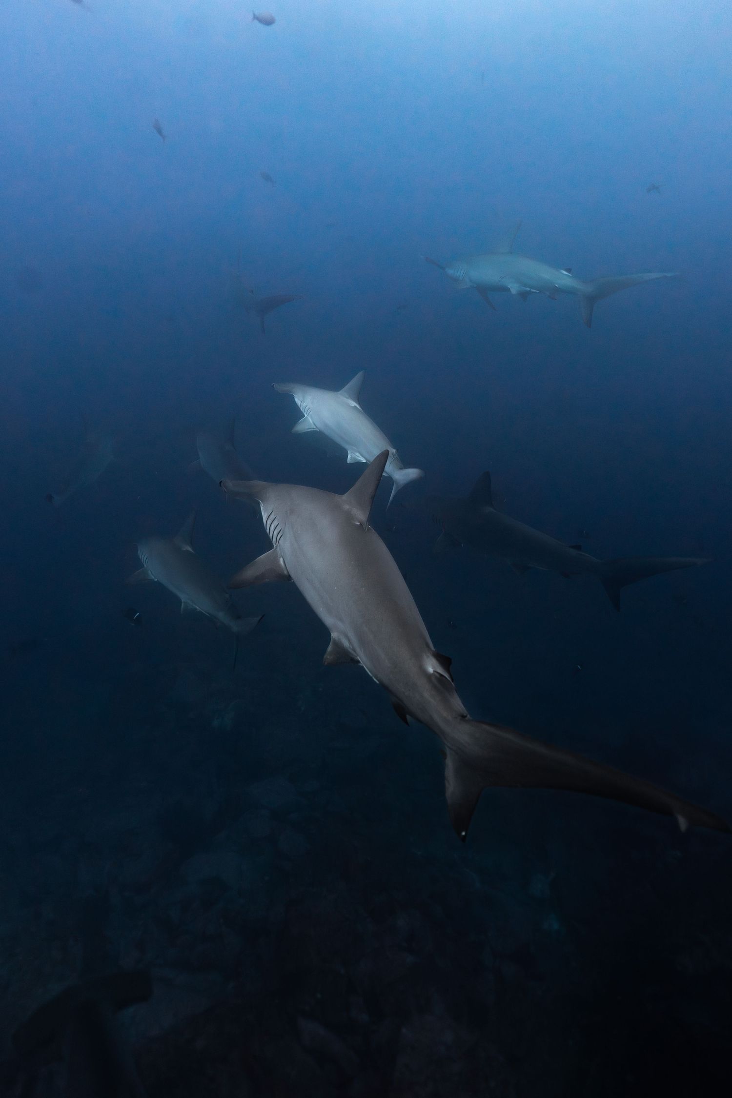 Multiple sharks swimming together in deep blue ocean water, showcasing their sleek bodies and natural underwater habitat.