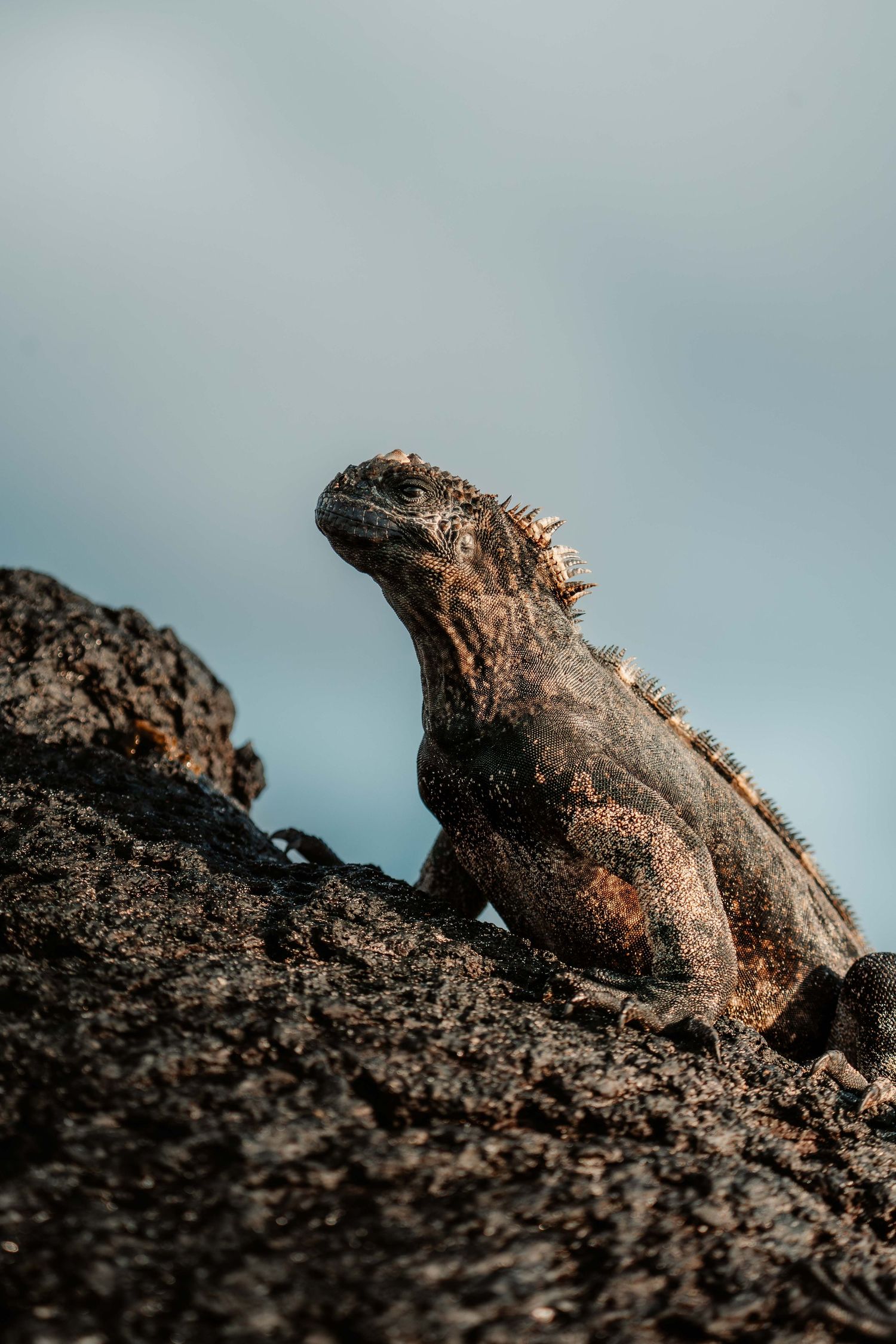 Marine iguana perched on black volcanic rock against misty background.
