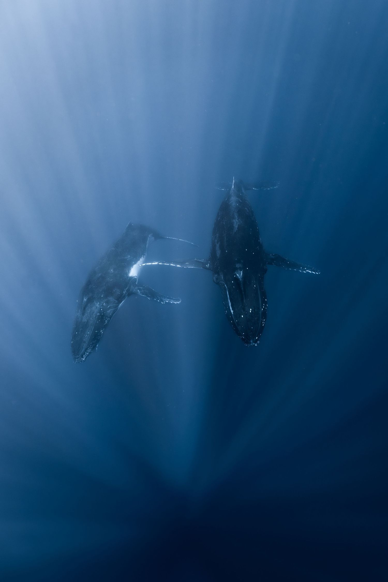 Two humpback whales swimming gracefully in deep blue ocean water with sunlight rays filtering from above.