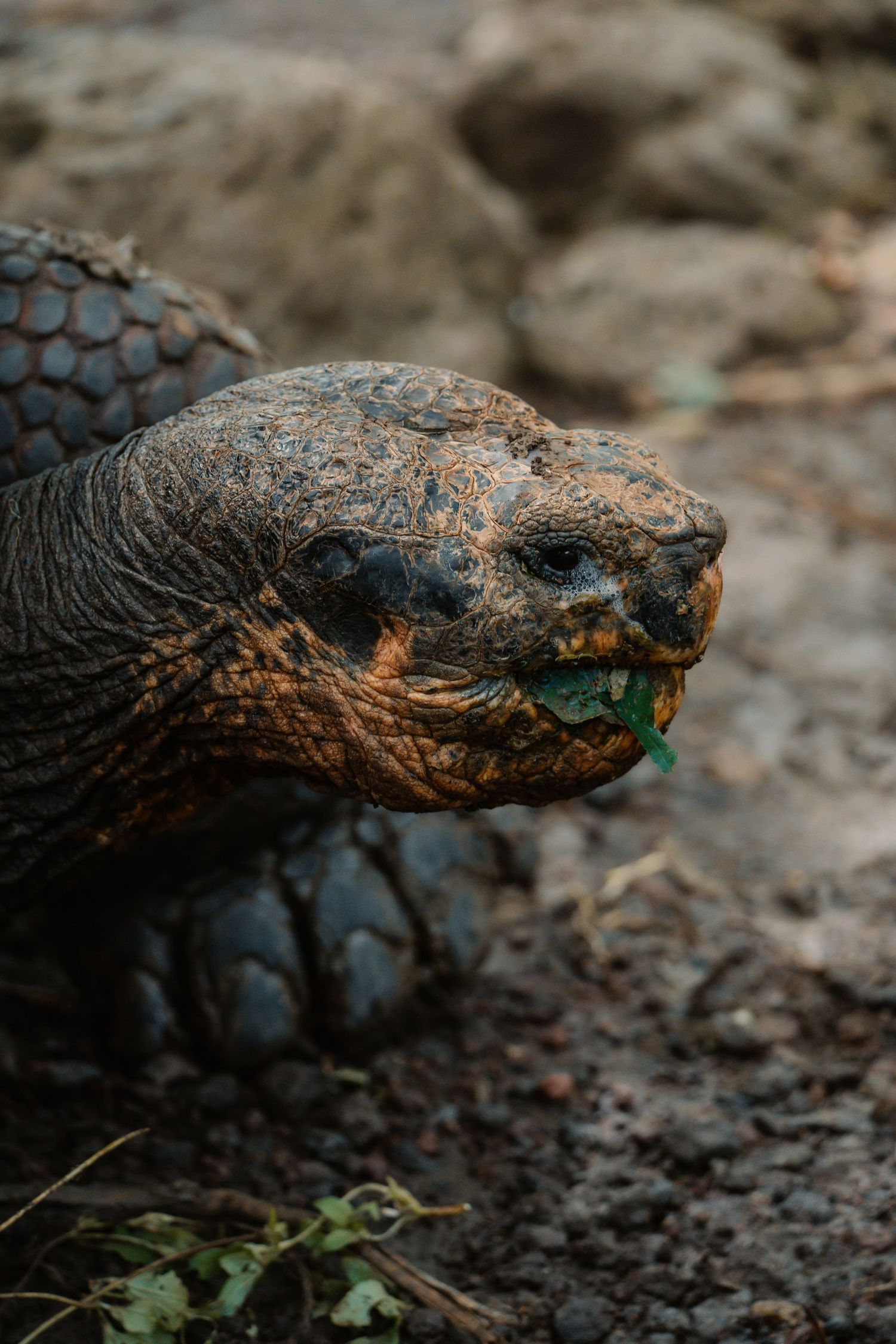 Close-up of a large Galapagos tortoise chewing green vegetation, showcasing its textured skin and shell.