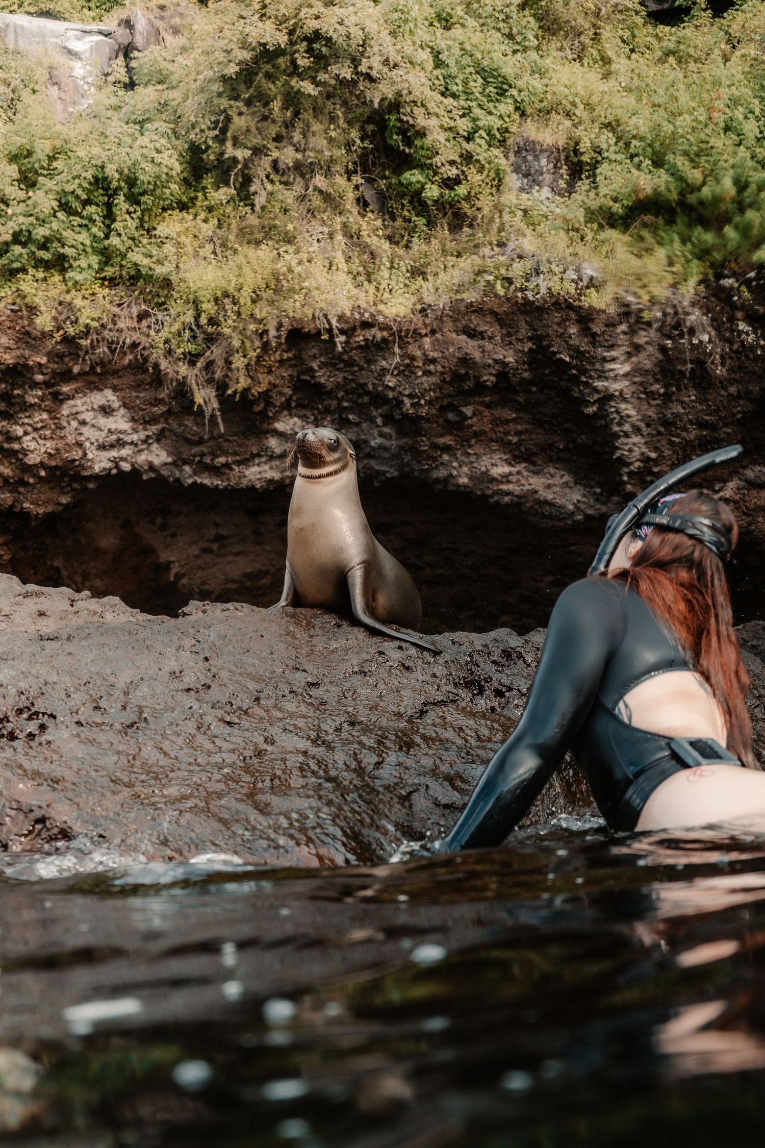 A scuba diver in a wetsuit observes a sea lion resting on rocky shore near lush green vegetation.