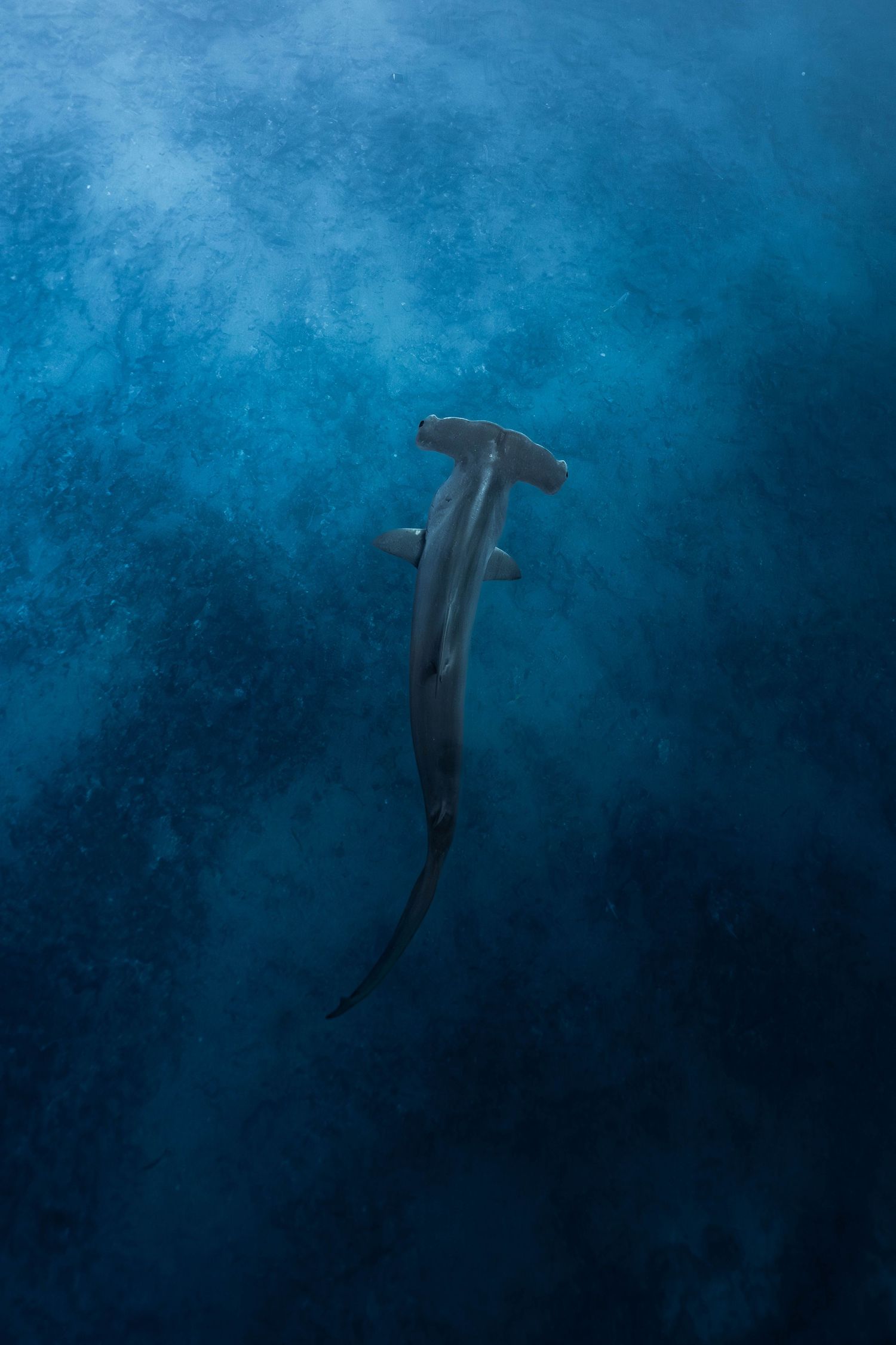 Hammerhead shark silhouette swimming in deep blue ocean waters.