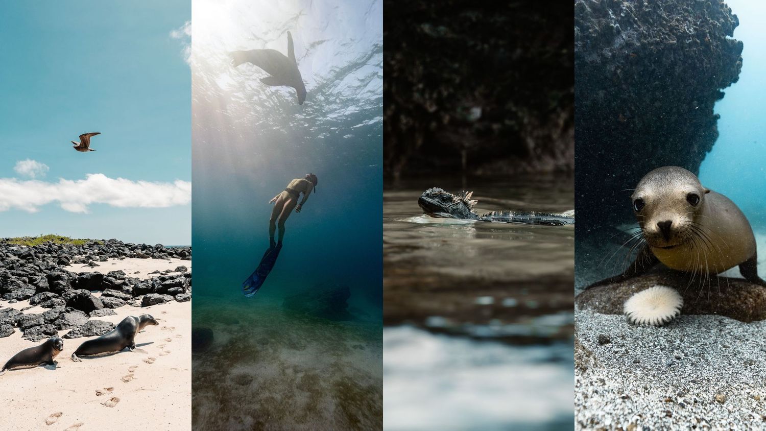 Collection of underwater sea lion photos showing playful behavior in natural habitat.