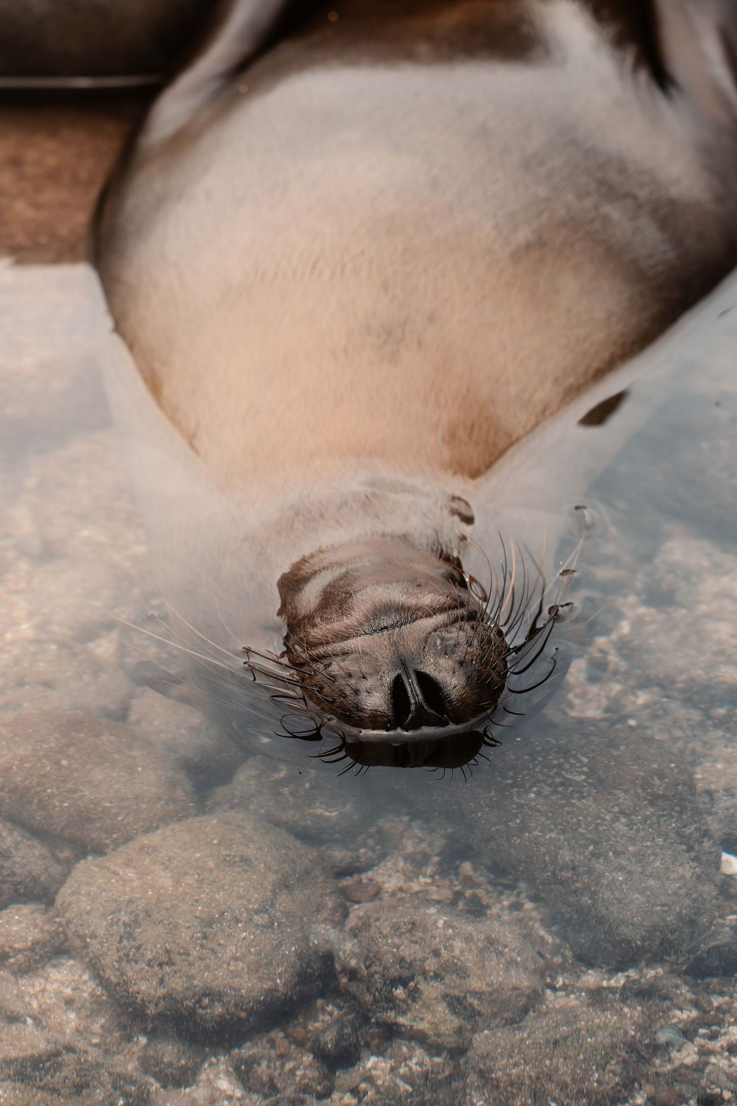 Close-up of sea lion whiskers and nose resting on rocky surface.
