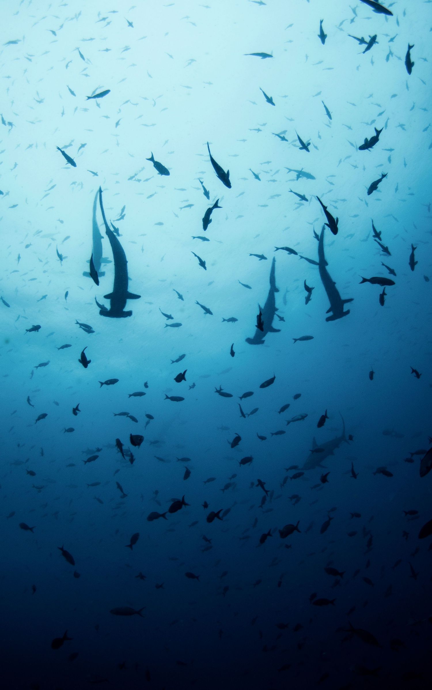 School of fish swimming in clear blue waters creating a mesmerizing pattern.