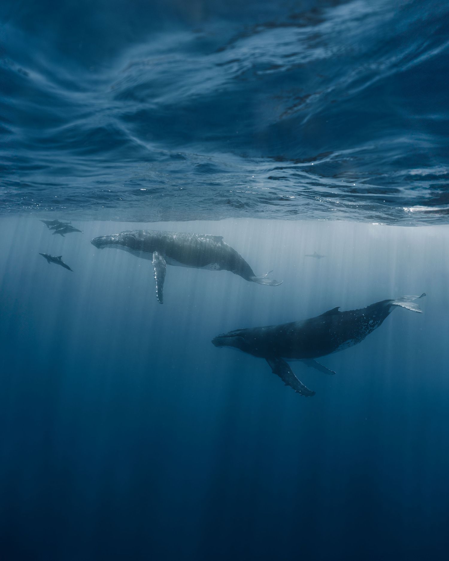 Series of underwater shots showing humpback whales gliding through deep blue ocean waters.