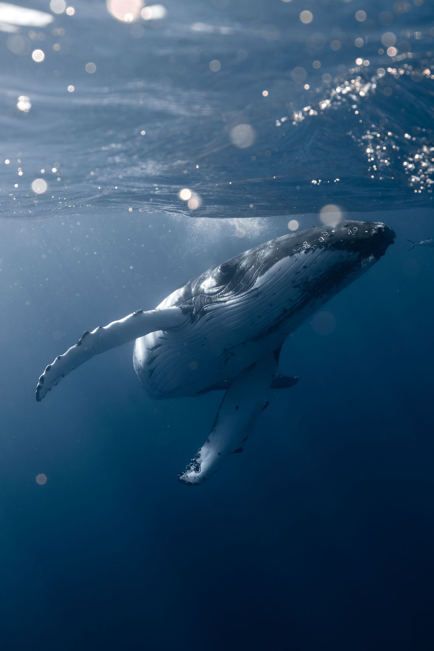A humpback whale calf swims gracefully near the ocean surface in clear blue water with sunlight filtering through.