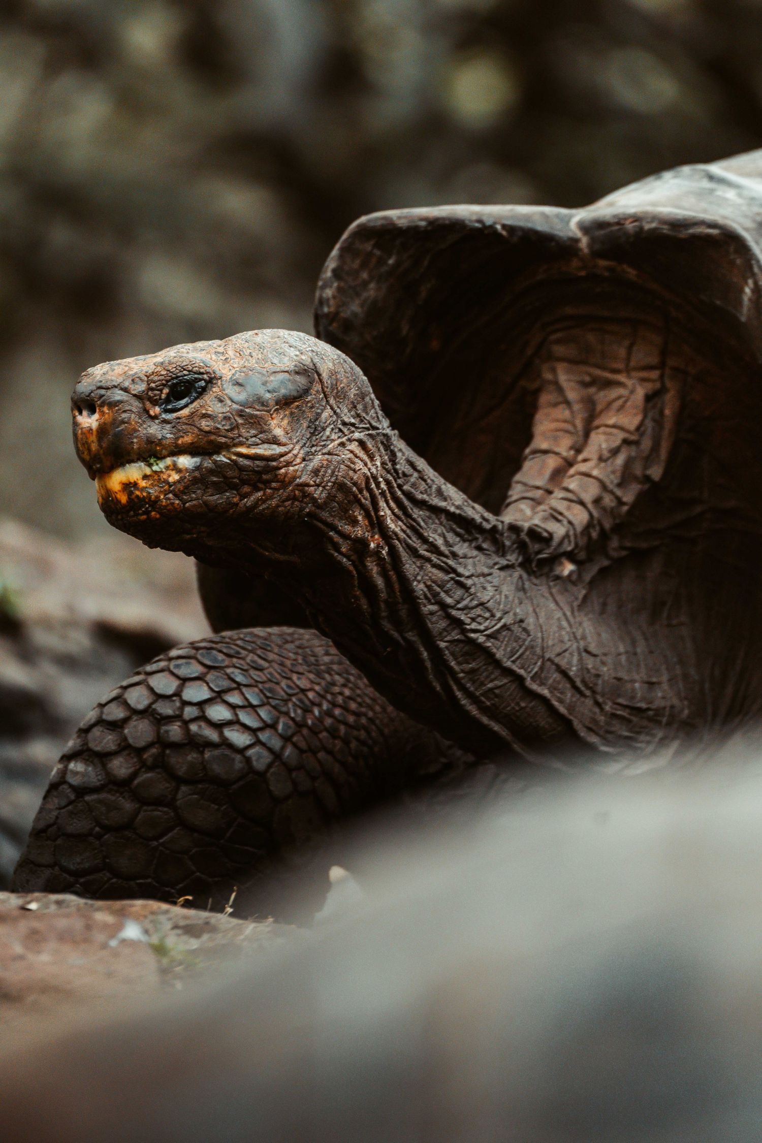 Close-up portrait of a Galapagos giant tortoise showing its weathered face and textured shell.