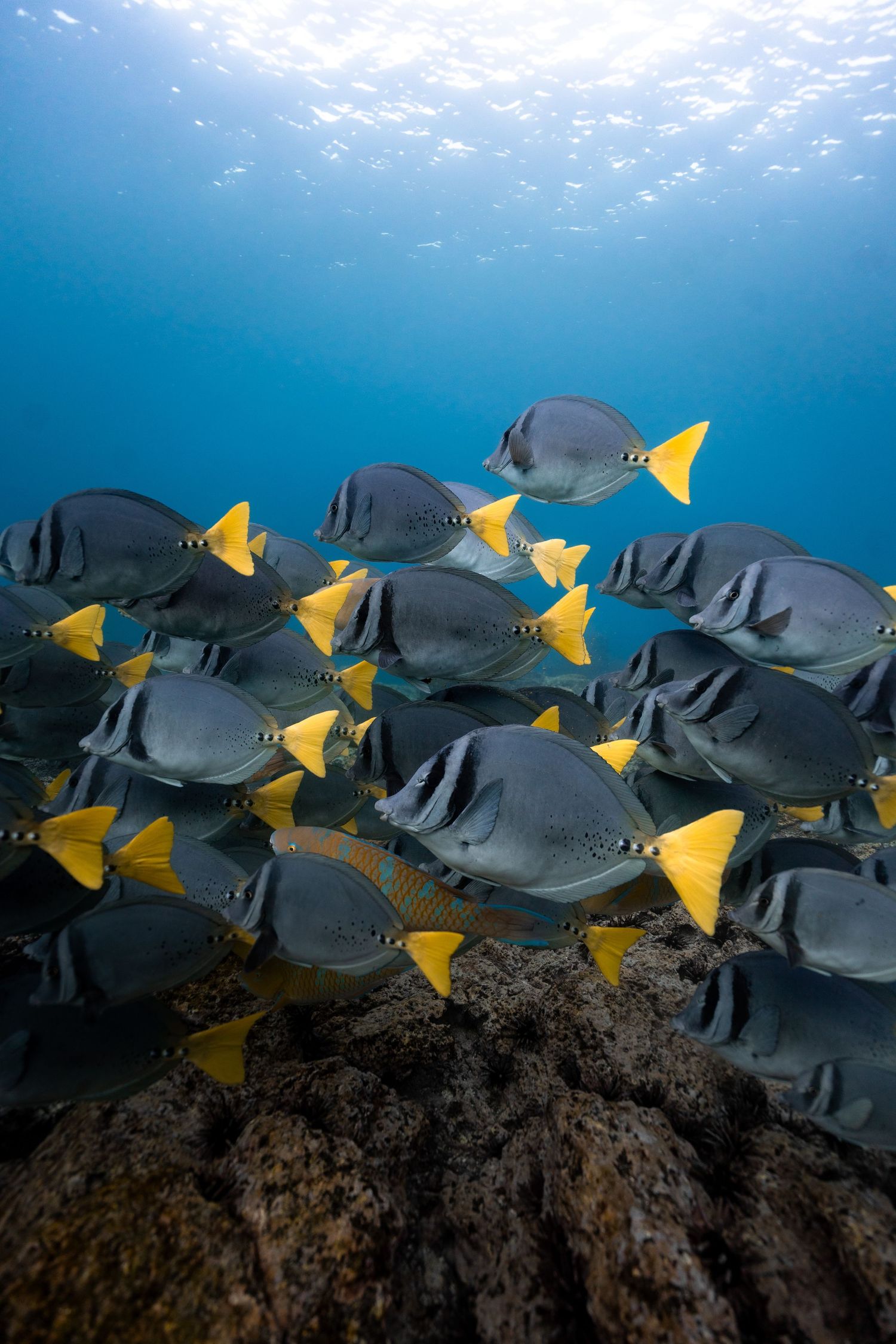 School of yellow-tailed surgeonfish swimming over coral reef in clear blue tropical ocean water.
