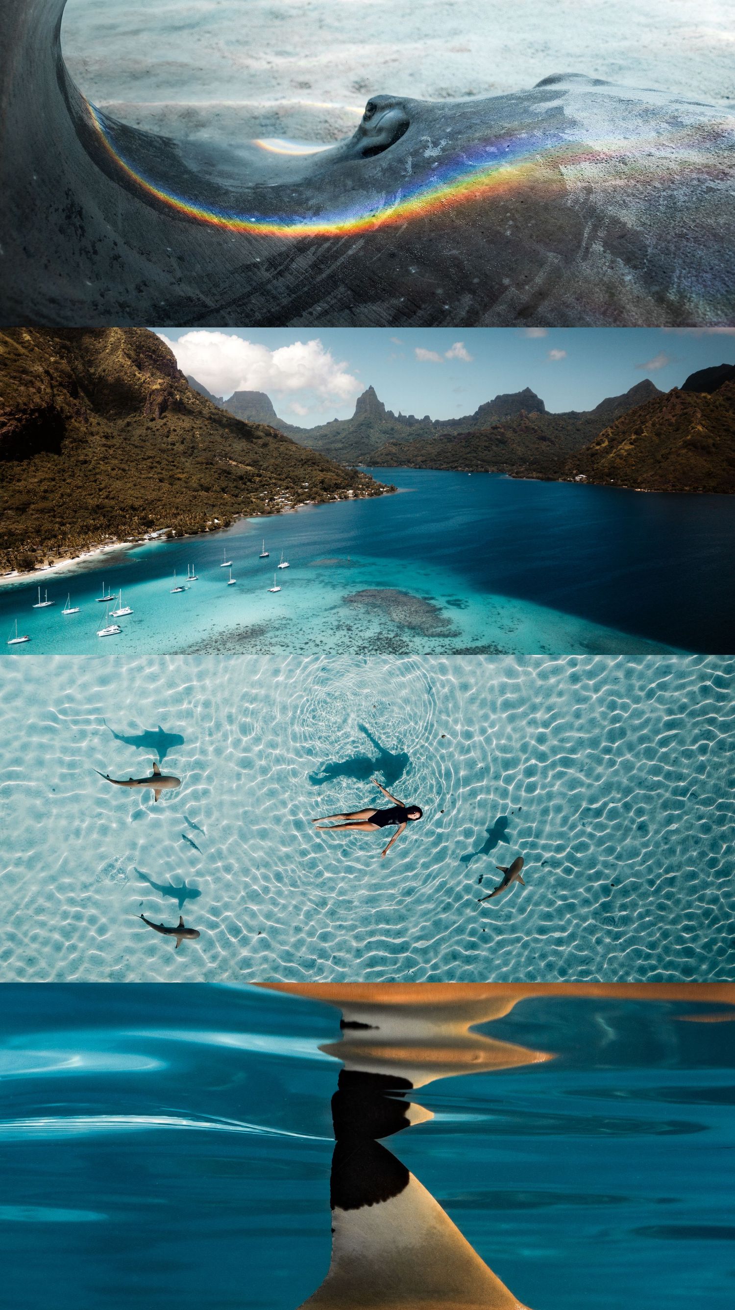 Aerial view of crystal clear lagoon waters with sharks swimming beneath the surface.