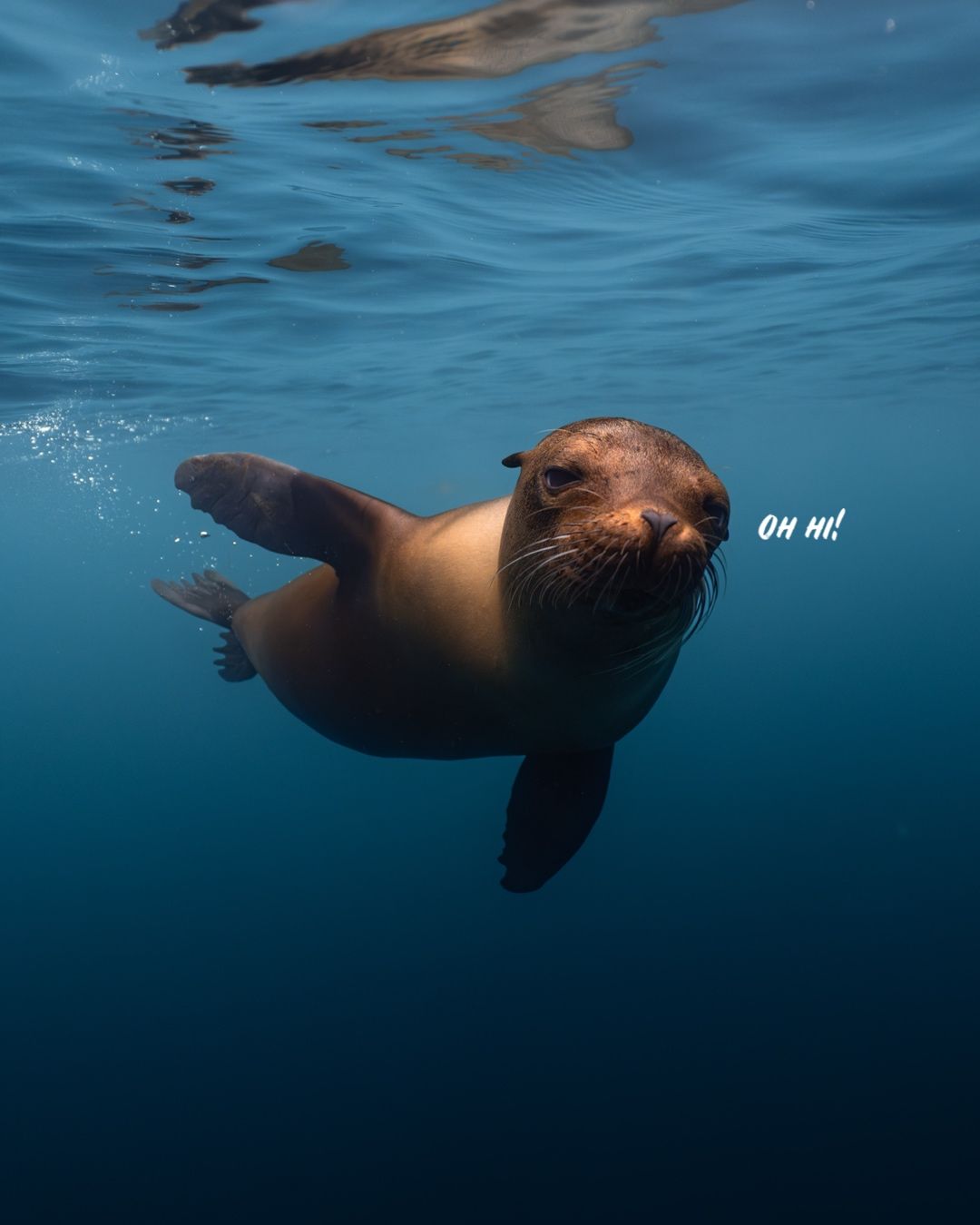Sea lion gliding gracefully underwater in deep blue ocean waters.