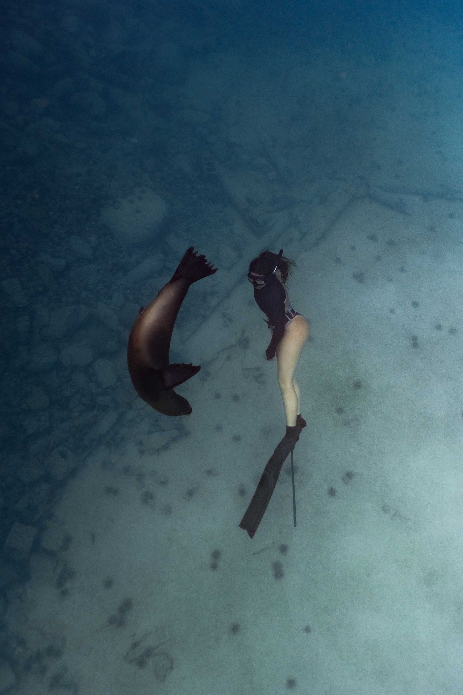 A scuba diver and sea lion swim together underwater in clear blue water with a sandy ocean floor.