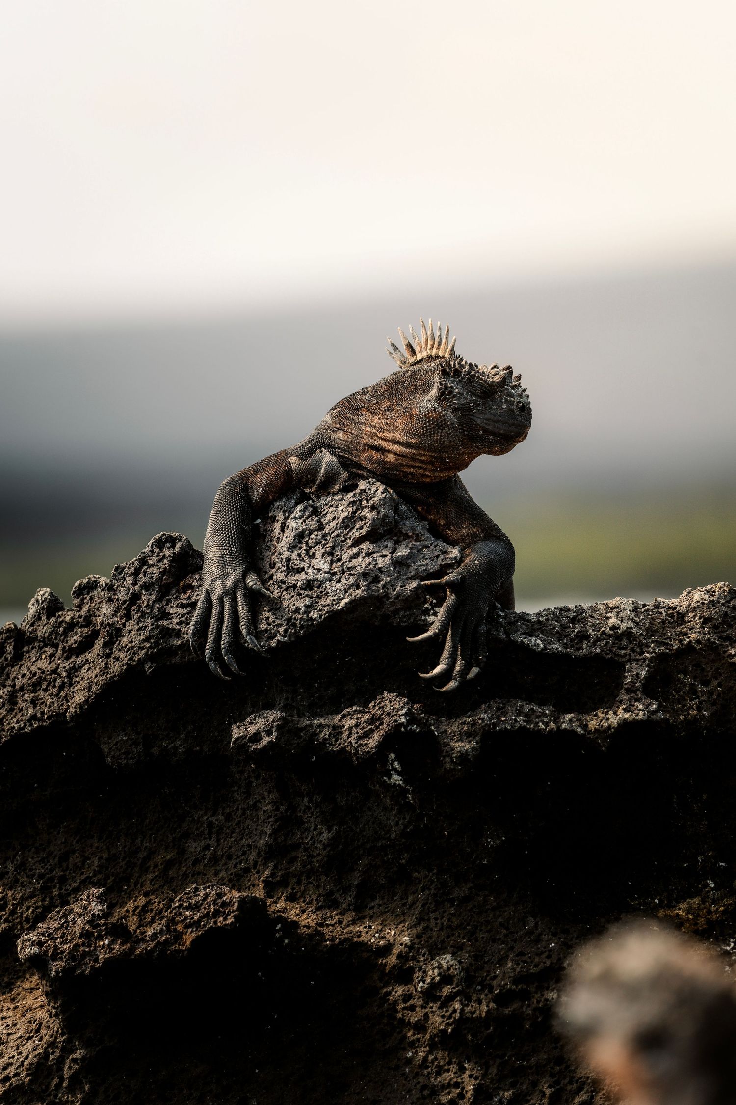 Marine iguana crawling on dark volcanic rocks in the Galapagos Islands.