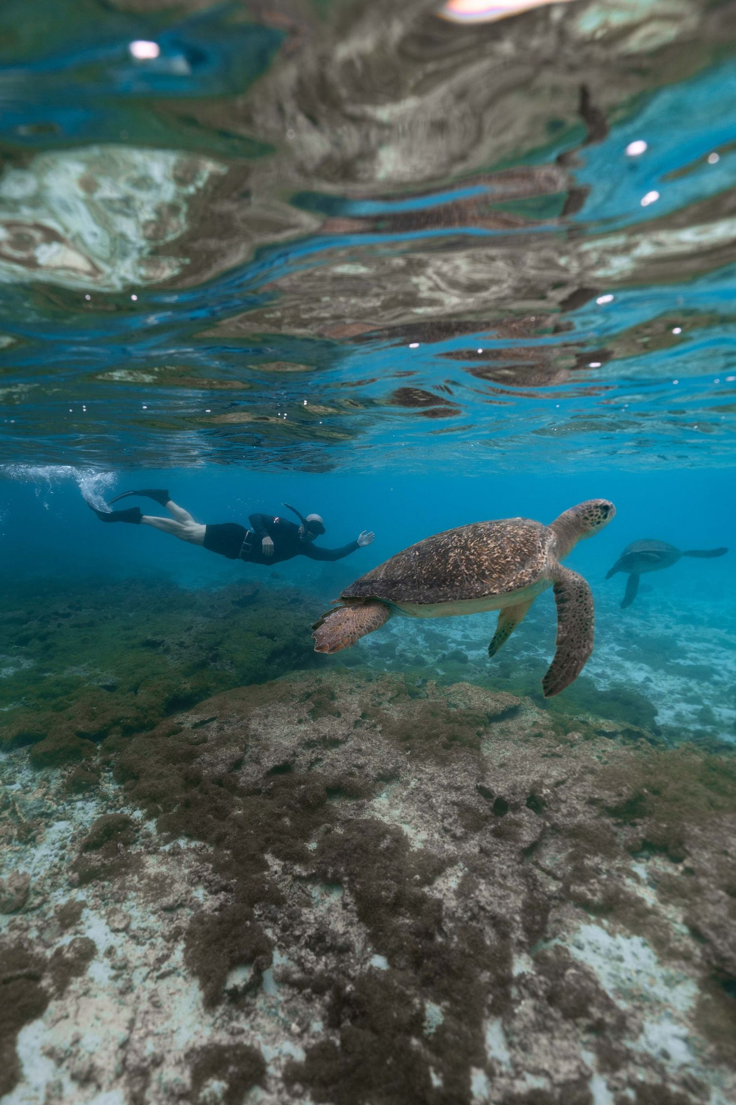 Sea turtle glides through crystal clear turquoise waters near coral reef with snorkeler in background.