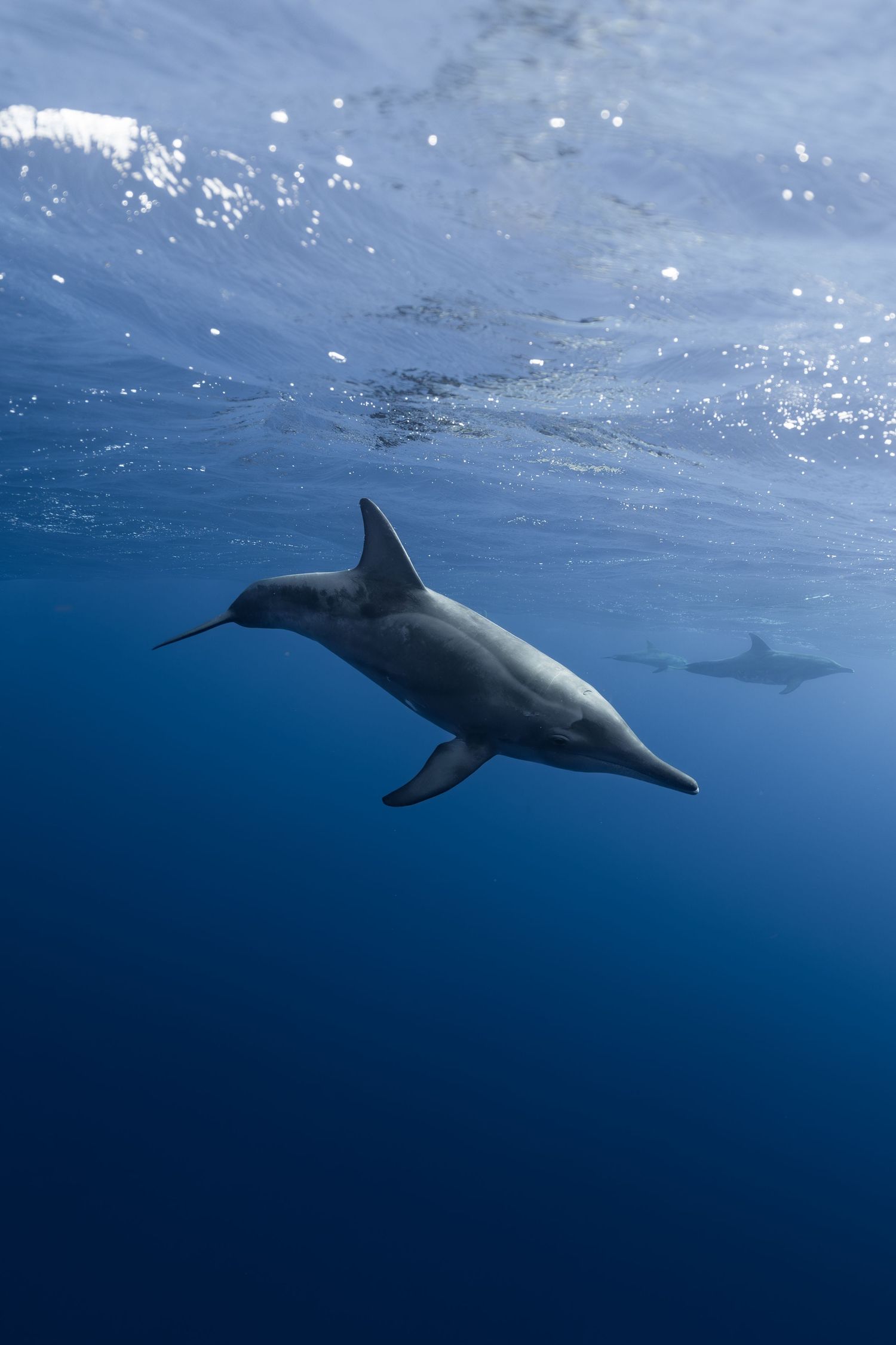 A spinner dolphin glides gracefully through crystal-clear blue ocean water near the surface, with another dolphin visible in background.