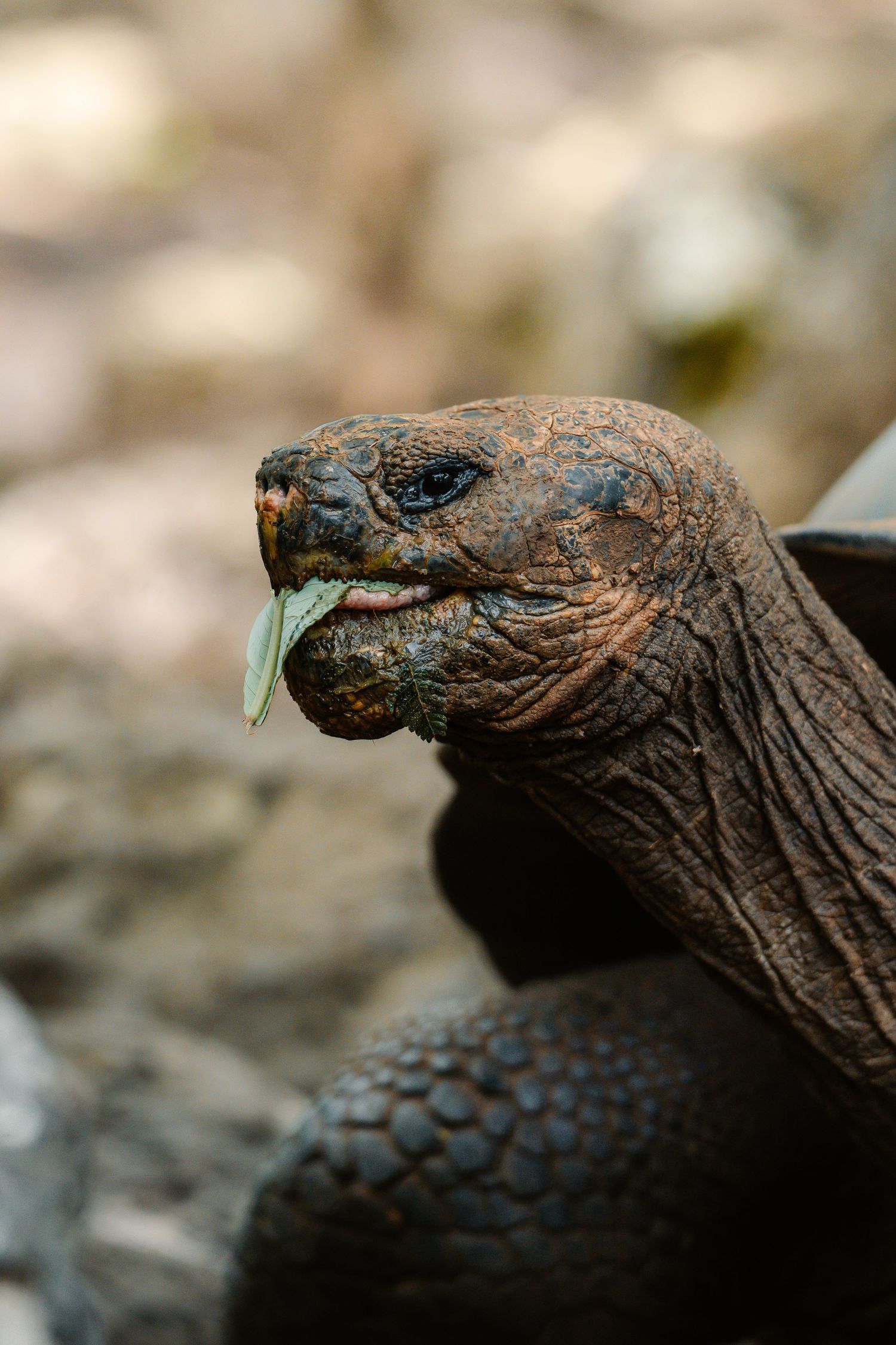 Close-up of a giant Galapagos tortoise with its tongue out, showing detailed wrinkled skin and dark shell.