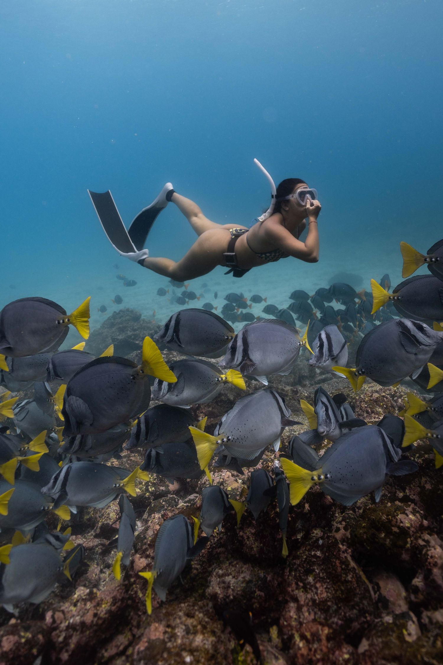 School of tropical fish swimming near coral reef with snorkeler in background.