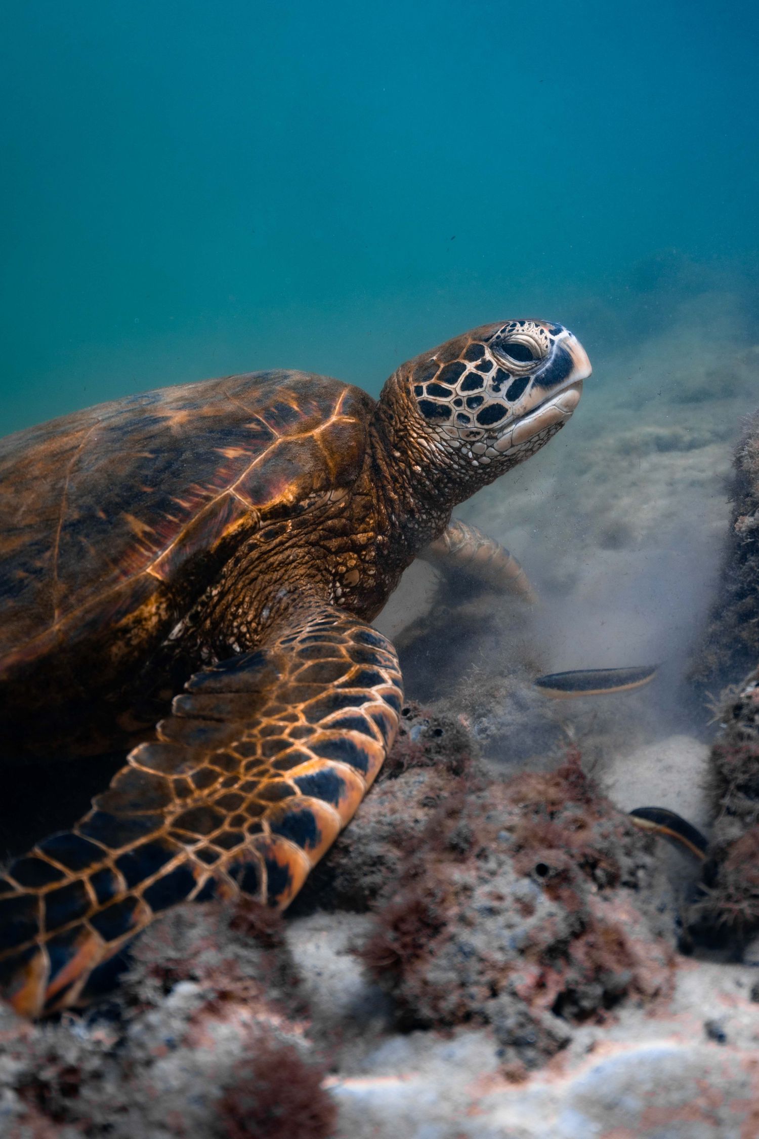 A sea turtle swims underwater near coral and rocky formations in clear turquoise waters.