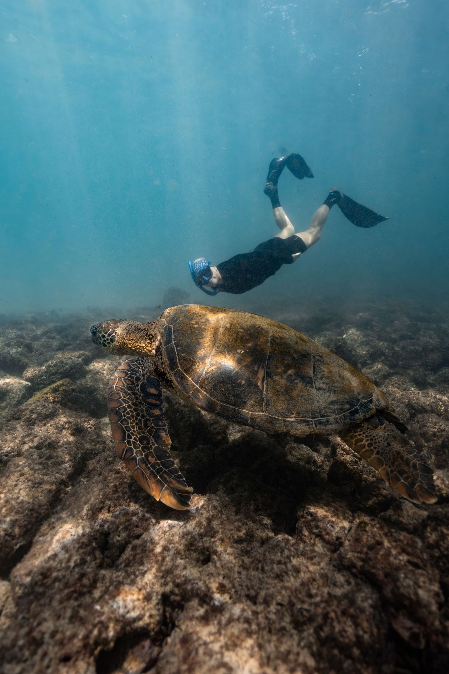 Snorkeler swimming underwater alongside a large green sea turtle resting on rocky ocean floor in clear blue water.