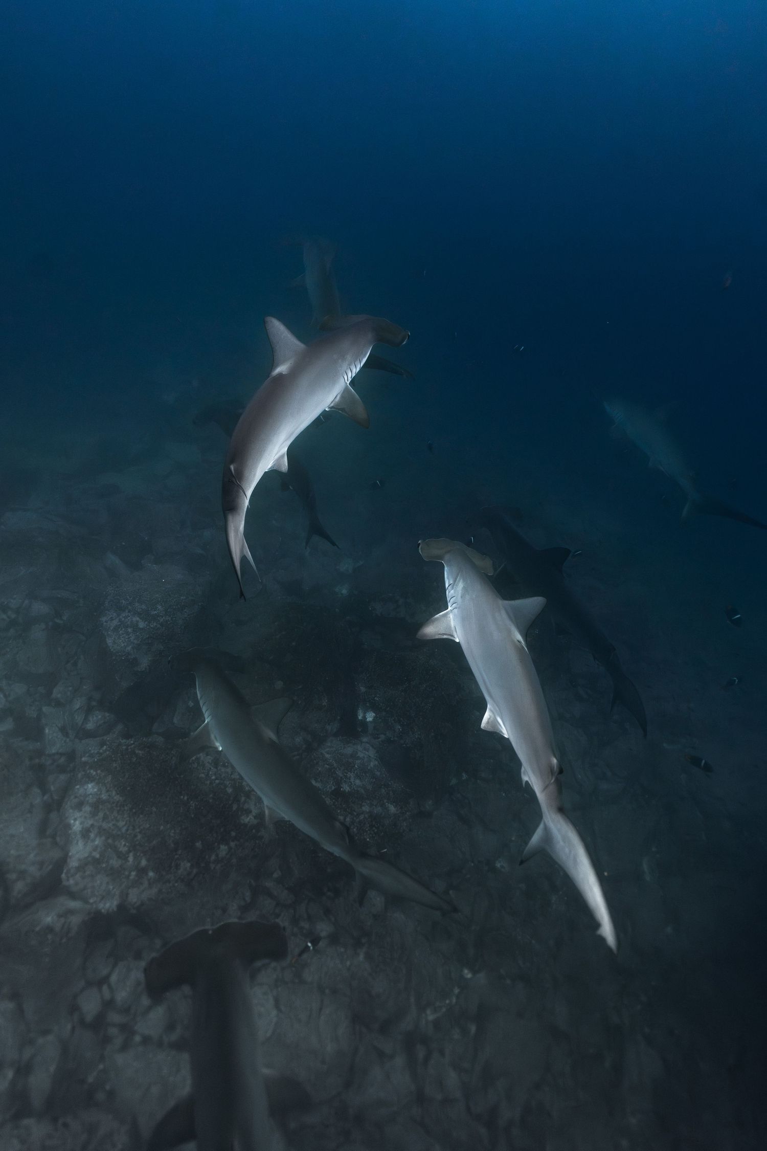 Several sharks swimming near the rocky ocean floor in deep blue water, captured in an underwater photography shot.
