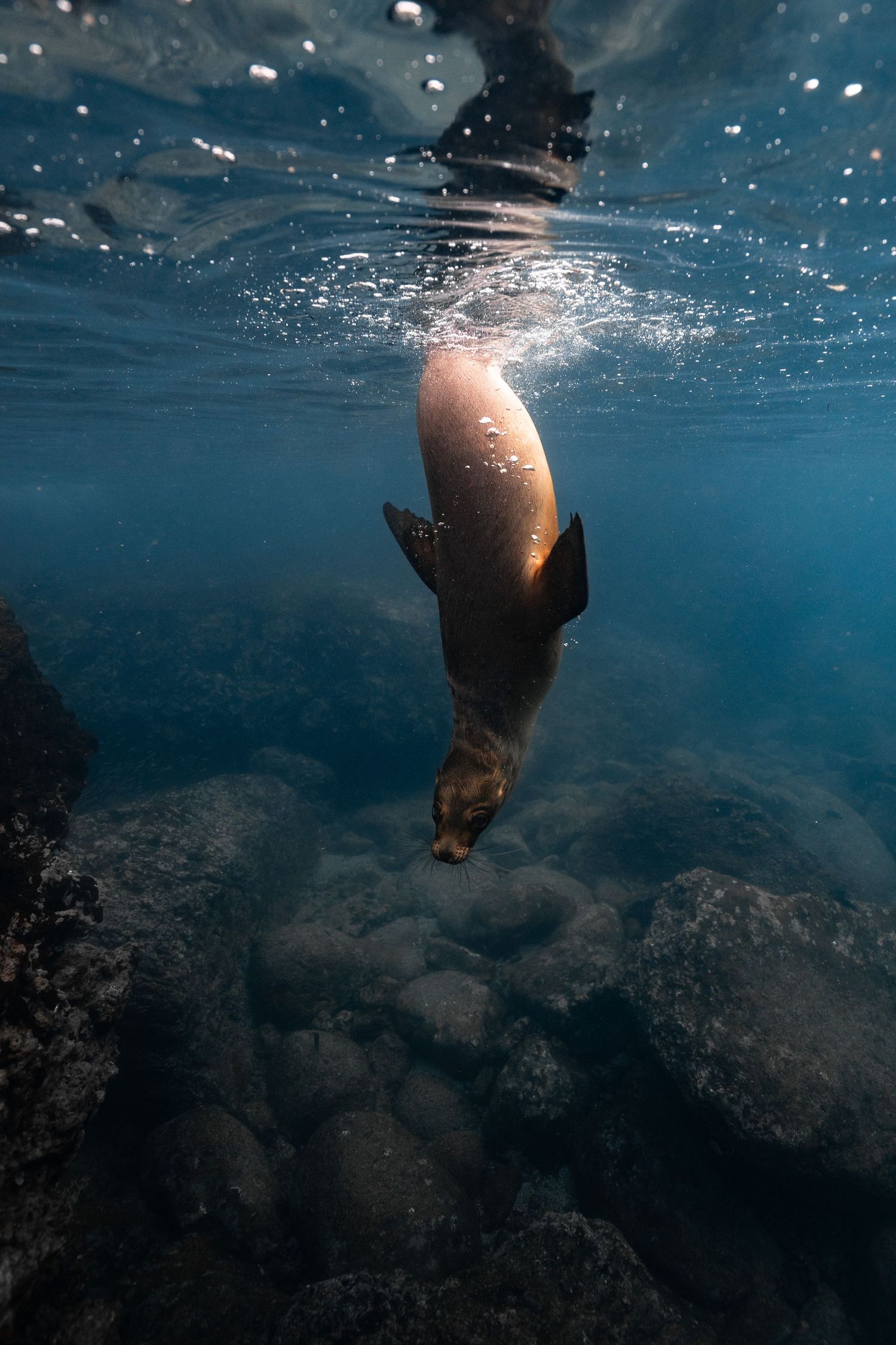 A sea lion dives gracefully underwater near rocky ocean floor, with sunlight filtering through the surface above.