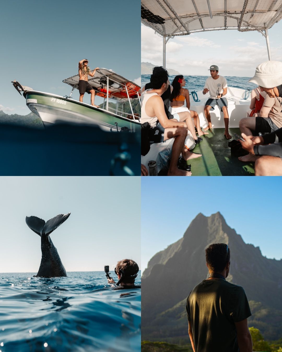 A series of scenic whale watching photos showing boat trips, mountain landscapes, and whale tails breaching the ocean surface.