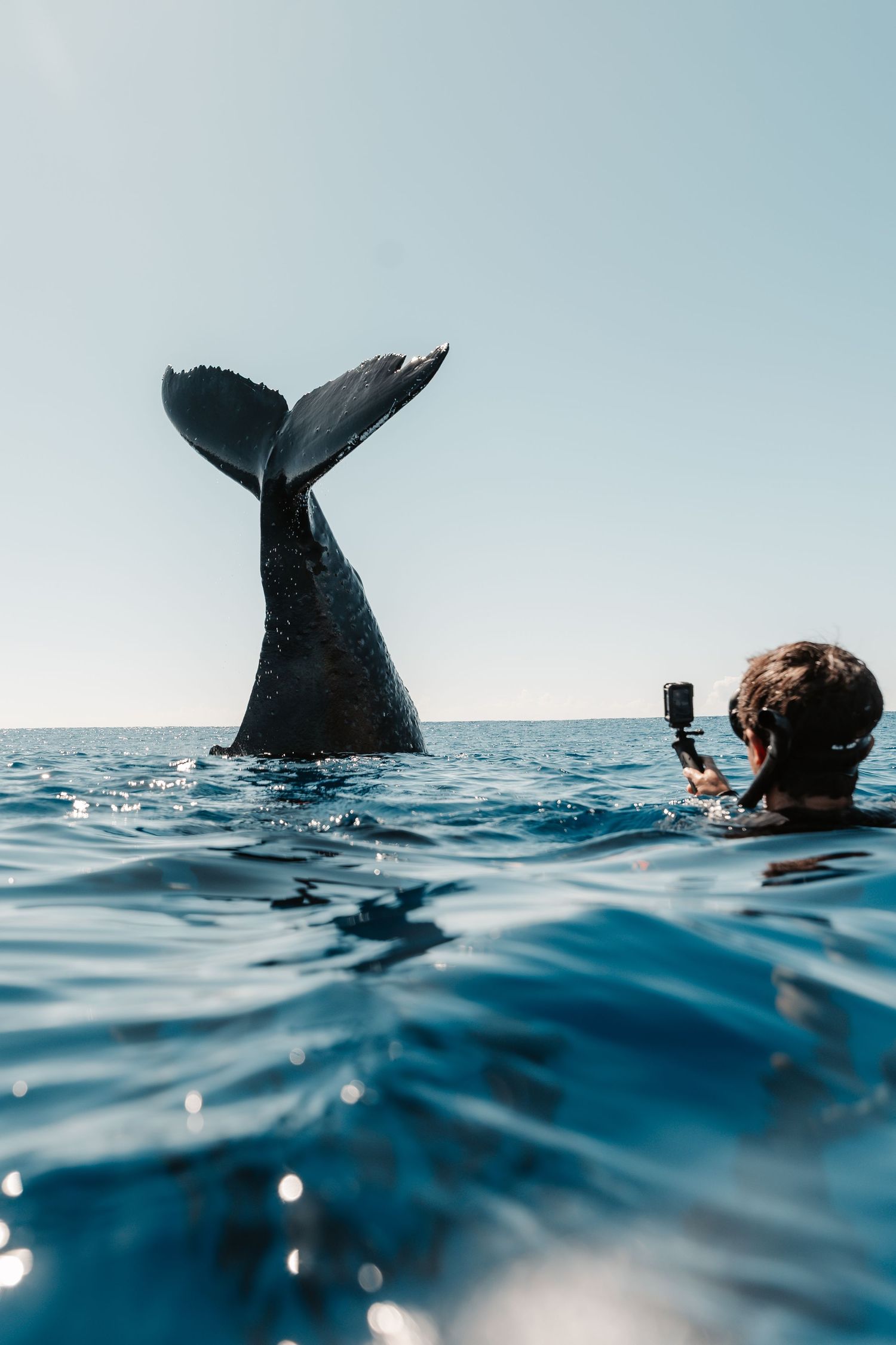 Split-shot sequence of a whale's tail breaking the surface as a photographer captures the moment.