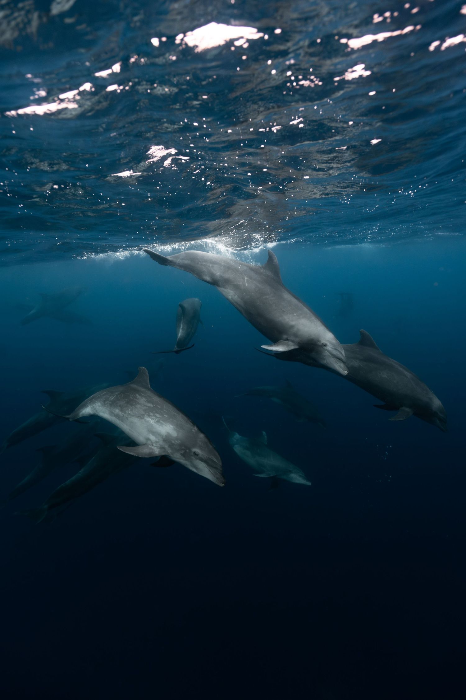 Underwater view of a pod of dolphins swimming gracefully in deep blue ocean water near the surface.