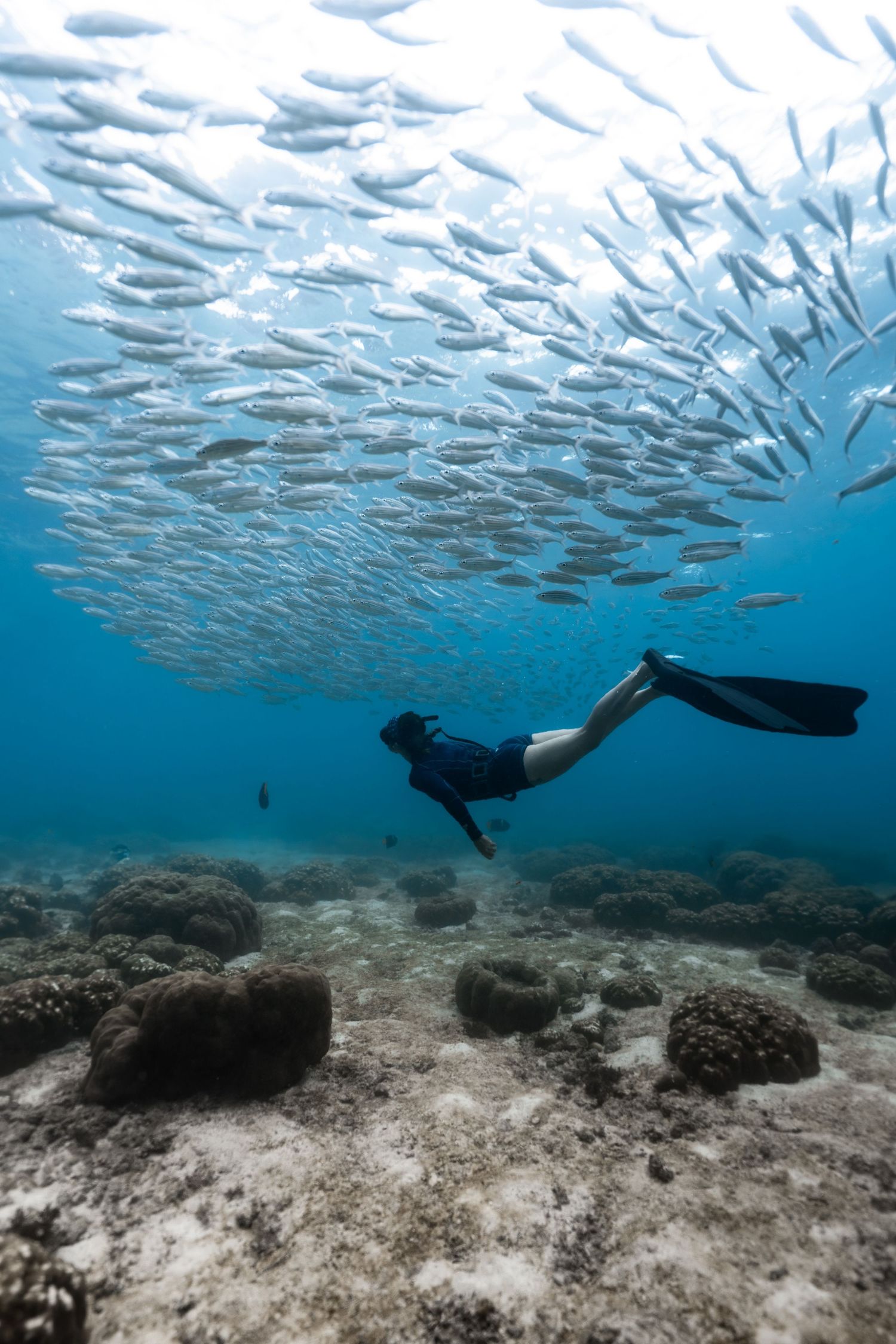 Scuba diver swimming beneath a large school of silver fish over a coral reef in clear blue ocean water.