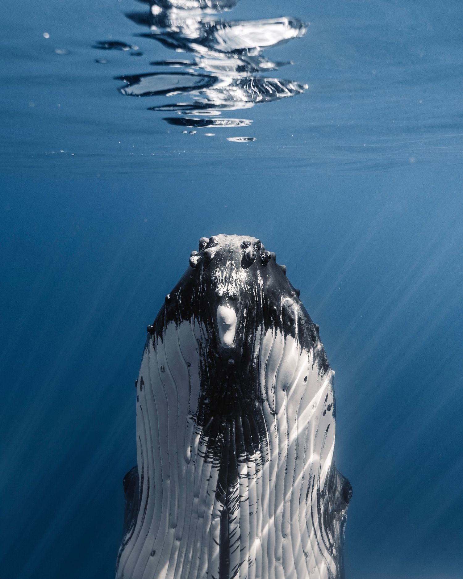 Sunbeams penetrate deep blue waters creating dramatic underwater lighting effects.