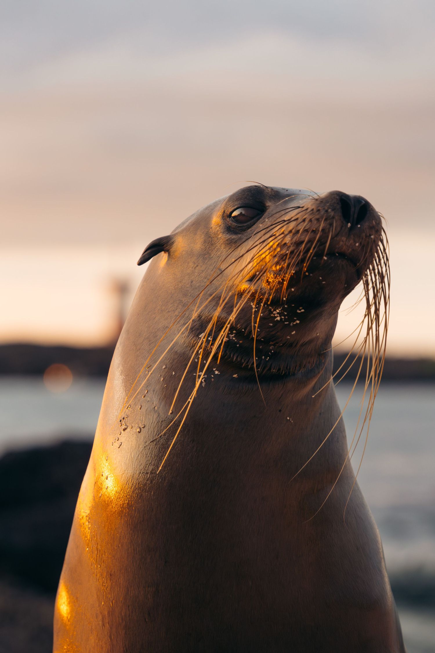 A series of close-up profile shots showing a sea lion's head in golden sunset light against a blurred ocean background.