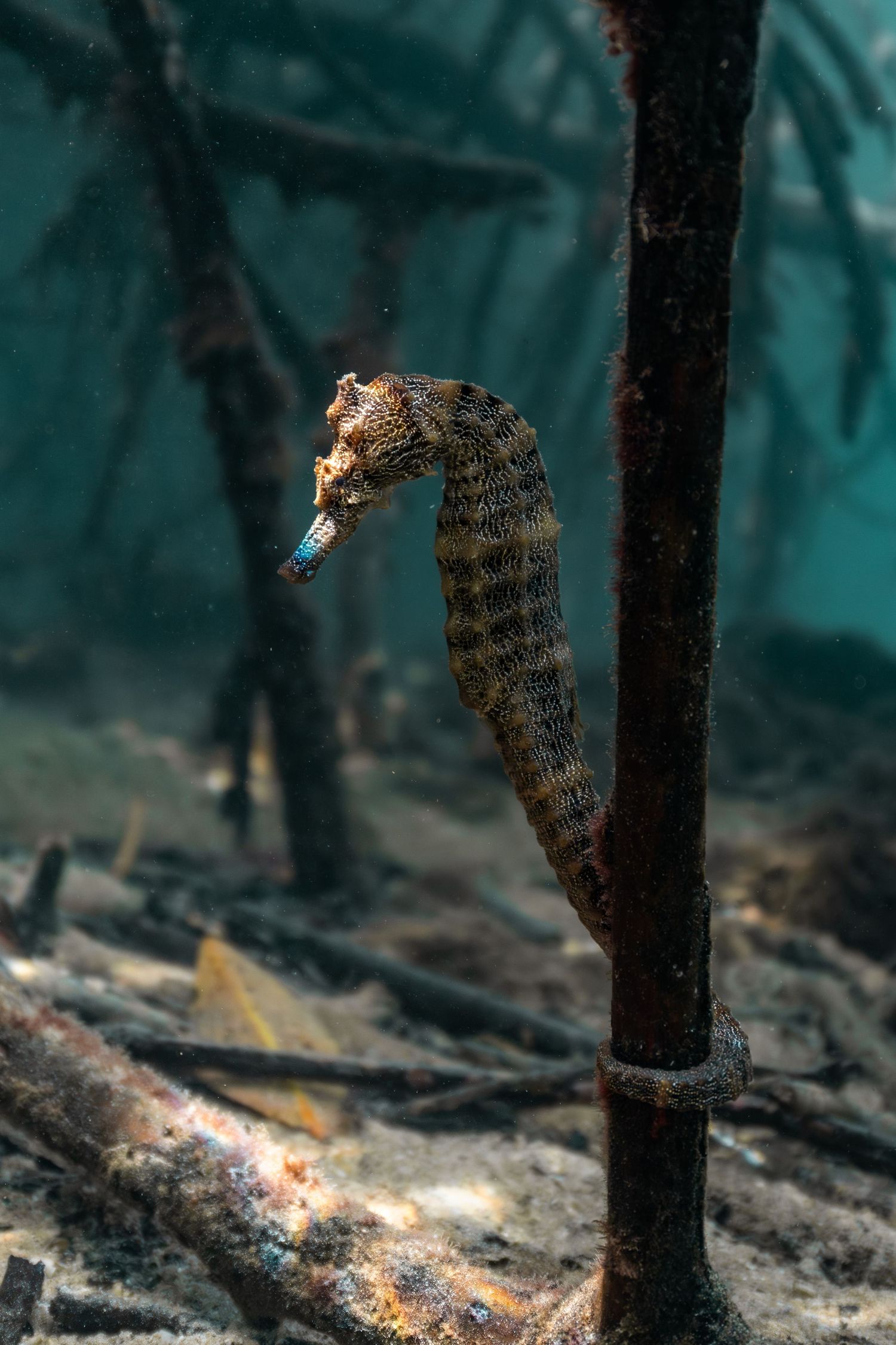 A spotted seahorse clings to a dark mangrove root underwater, surrounded by submerged branches on a sandy seafloor.