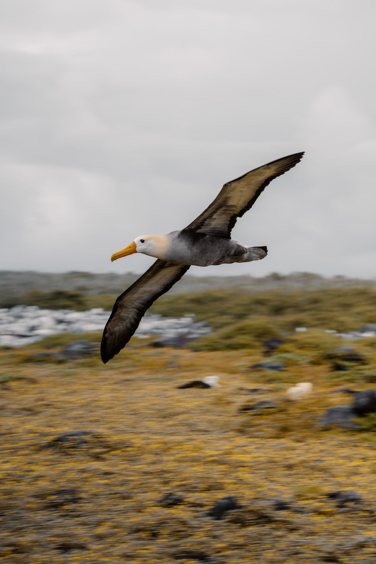 A waved albatross soars in flight over rocky terrain under overcast skies in the Galapagos Islands.