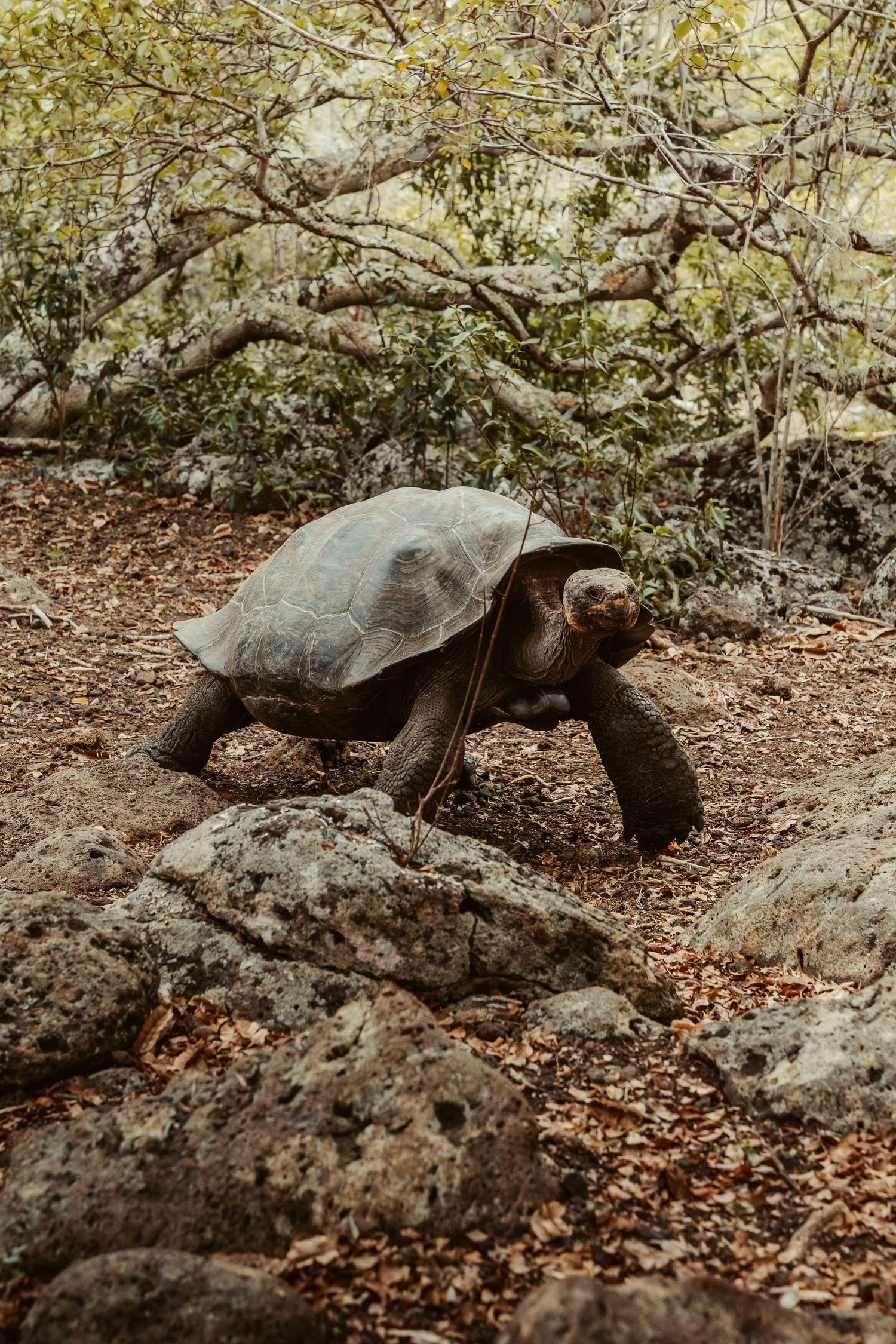 A sequence of photos showing a giant Galapagos tortoise walking across rocky terrain covered in fallen leaves.