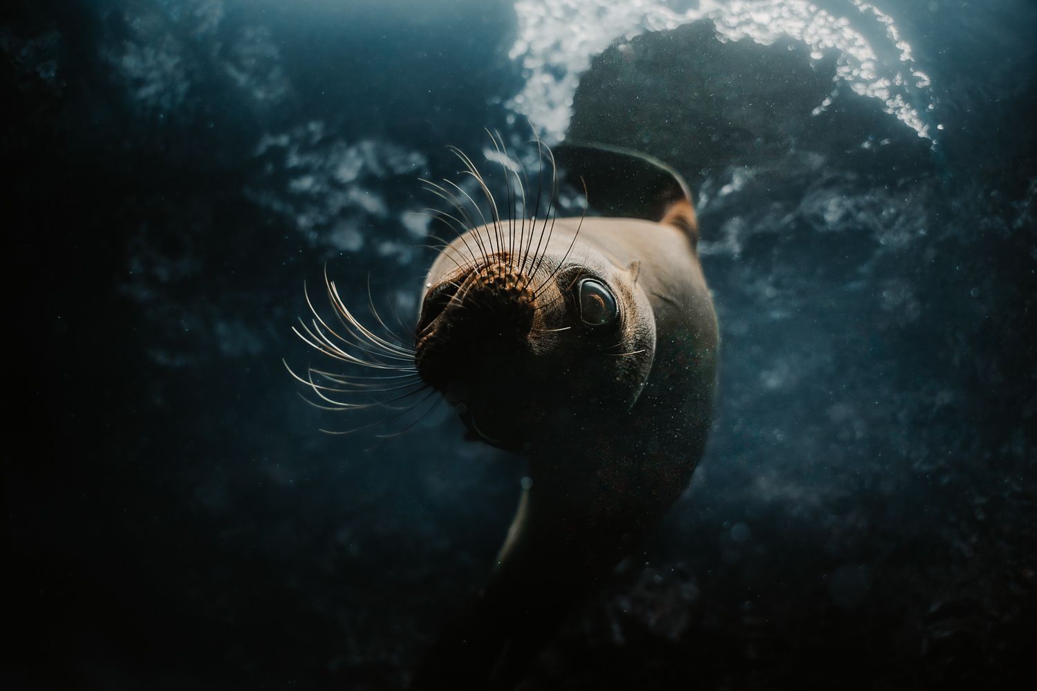A dark moody underwater scene with bubbles rising against a deep blue background.