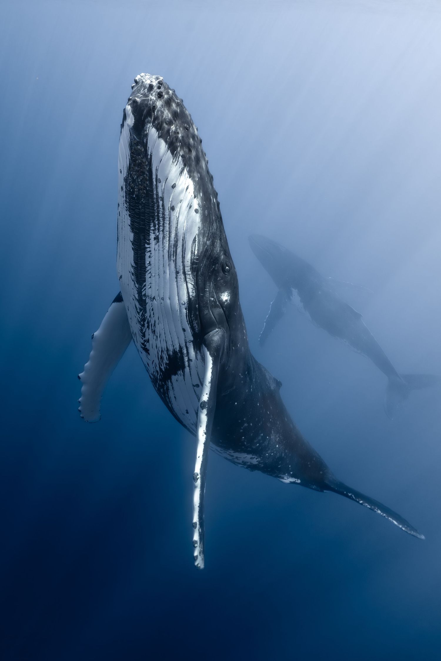 A massive humpback whale swimming gracefully underwater in clear blue ocean alongside a scuba diver.