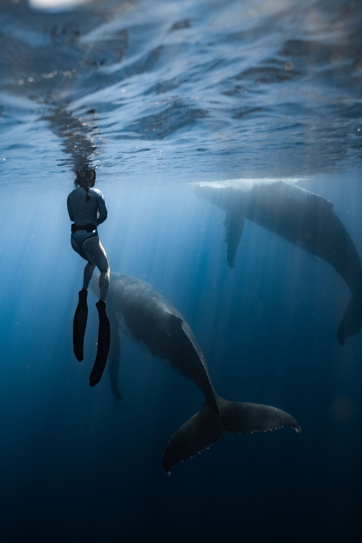 Underwater sequence showing a diver swimming alongside massive humpback whales in blue ocean depths.