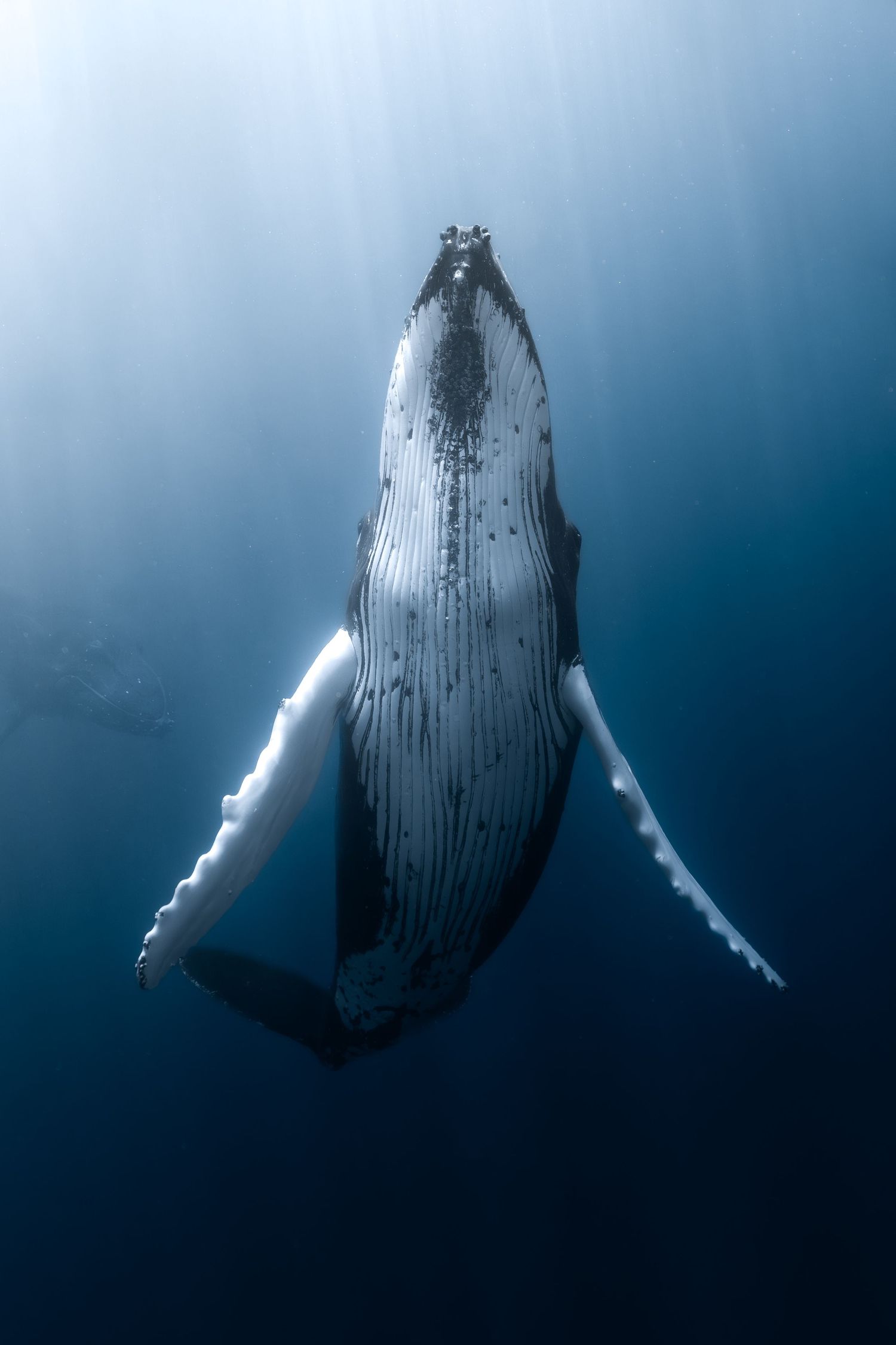 A humpback whale glides gracefully underwater, illuminated by sunbeams filtering through the deep blue ocean.