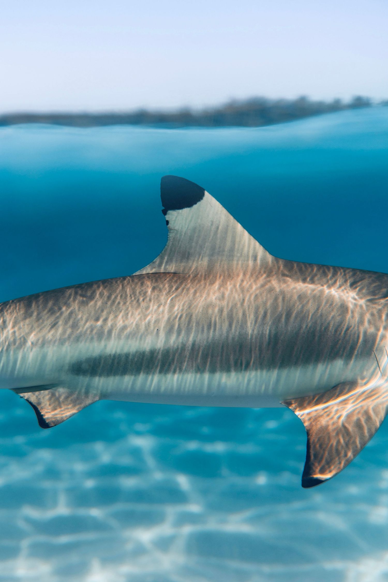 shark swimming gracefully in clear blue tropical waters.